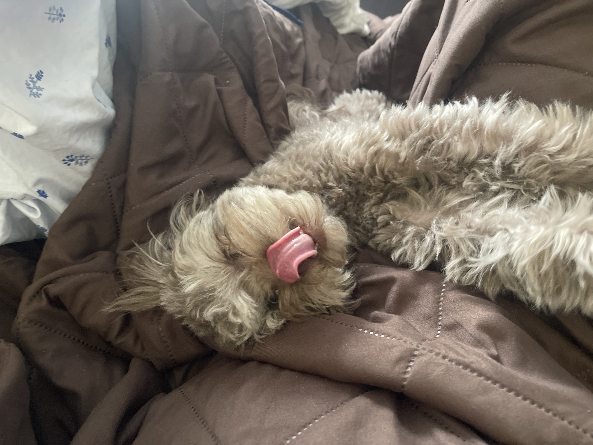 An overhead shot shows a fluffy light brown dog sleeping on a brown quilted blanket. The dog's face is in the lower left of the frame, with its tongue sticking out. The dog is curled up on its side, with its back and hindquarters extending to the right and upper right of the frame. A white pillow with a blue floral pattern is visible in the upper left corner of the frame, behind the dog. The scene appears to be indoors, likely in a bedroom. The image does not contain any specific information that would allow for determination of its location in Khimki, Russia.