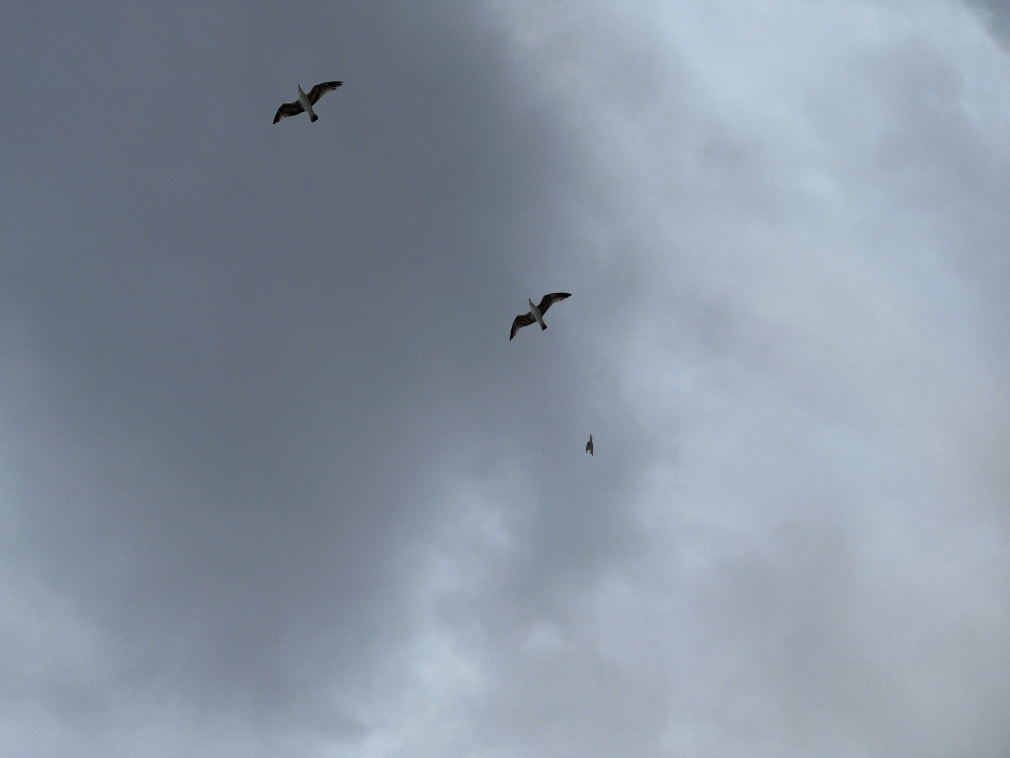 The image shows a grey, overcast sky with three birds flying in different directions. The birds are spaced out across the frame, with one bird in the upper left, one in the middle, and one further down in the center. The sky is filled with clouds of varying densities. The location of the image in the city of M'Diq, Morocco cannot be determined from the context of this image.