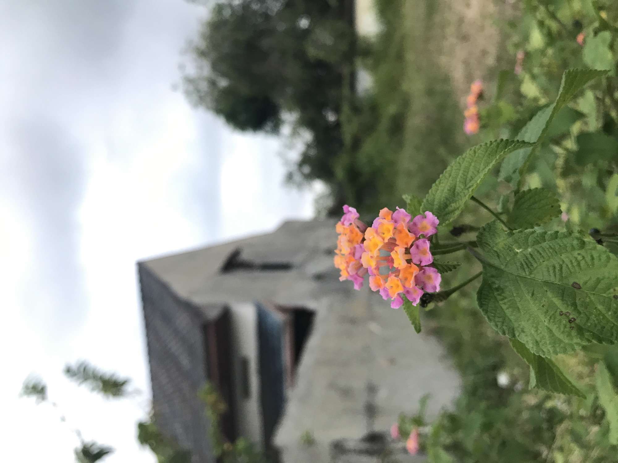 A close-up shot of a cluster of Lantana flowers, exhibiting hues of pink and orange, growing on a plant with green leaves. In the blurred background, a building with a grey facade and dark roofing tiles is visible. The sky above is overcast, suggesting a cloudy day. The location, while not definitively discernible, is potentially within the city of Lhokseumawe, Indonesia.