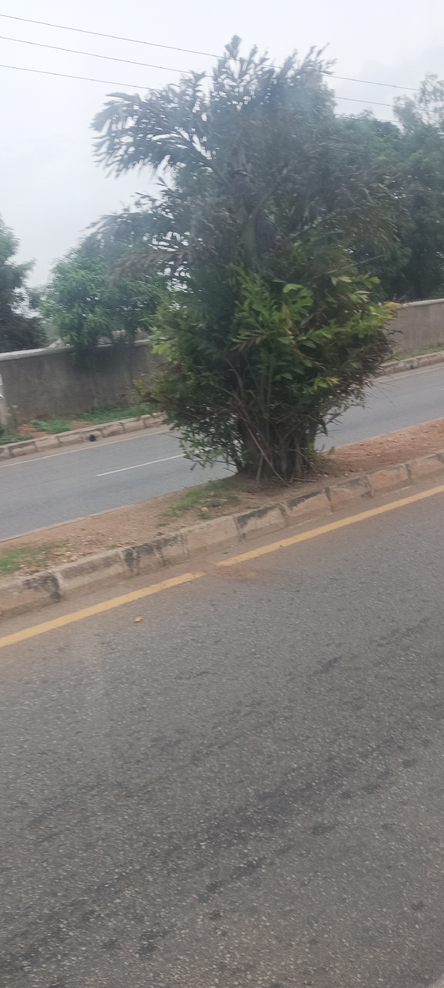The image captures an outdoor scene, likely a roadside in Jos, Nigeria, under an overcast sky. In the foreground, a gray asphalt road is visible, featuring a clear yellow line running parallel to a concrete curb. Beyond this curb, there is a narrow strip of reddish-brown earth and some sparse green grass.
Dominating the midground is a dense, bushy tree or large shrub with vibrant green foliage, rooted in the dirt strip. Its multiple, tangled trunks are visible at the base. To the left of this central tree, another section of the asphalt road can be seen, bordered by a low, gray concrete wall. Behind and above this wall, additional green trees and vegetation extend into the background.
The sky is a uniform light gray, indicating cloudy or overcast weather, and contributing to the soft, diffused lighting across the scene. Faint power lines stretch across the upper left portion of the sky. The scene is devoid of people or any specific activity. There is no visible text in the image.
