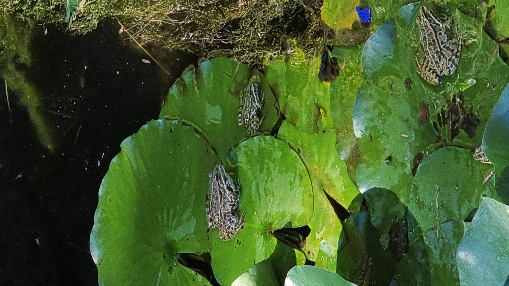The image shows a close-up, high-angle view of several frogs resting on lily pads in a body of water. The lily pads are a vibrant green, some appearing wet and reflective. The water is dark, with some organic debris visible, and patches of mossy growth along the edge on the right. There are three frogs clearly visible: one larger frog is in the upper left portion of the frame, facing right. Another frog is positioned slightly below and to the right of the first, also facing right. A third frog is in the lower right quadrant of the image, facing left. The frogs exhibit mottled brown and green camouflage patterns. The scene appears to be a natural pond or water feature, potentially in Sant Joan les Fonts, Spain, given the context of the prompt. The lighting suggests it is daytime, with sunlight casting some reflections on the water and lily pads.