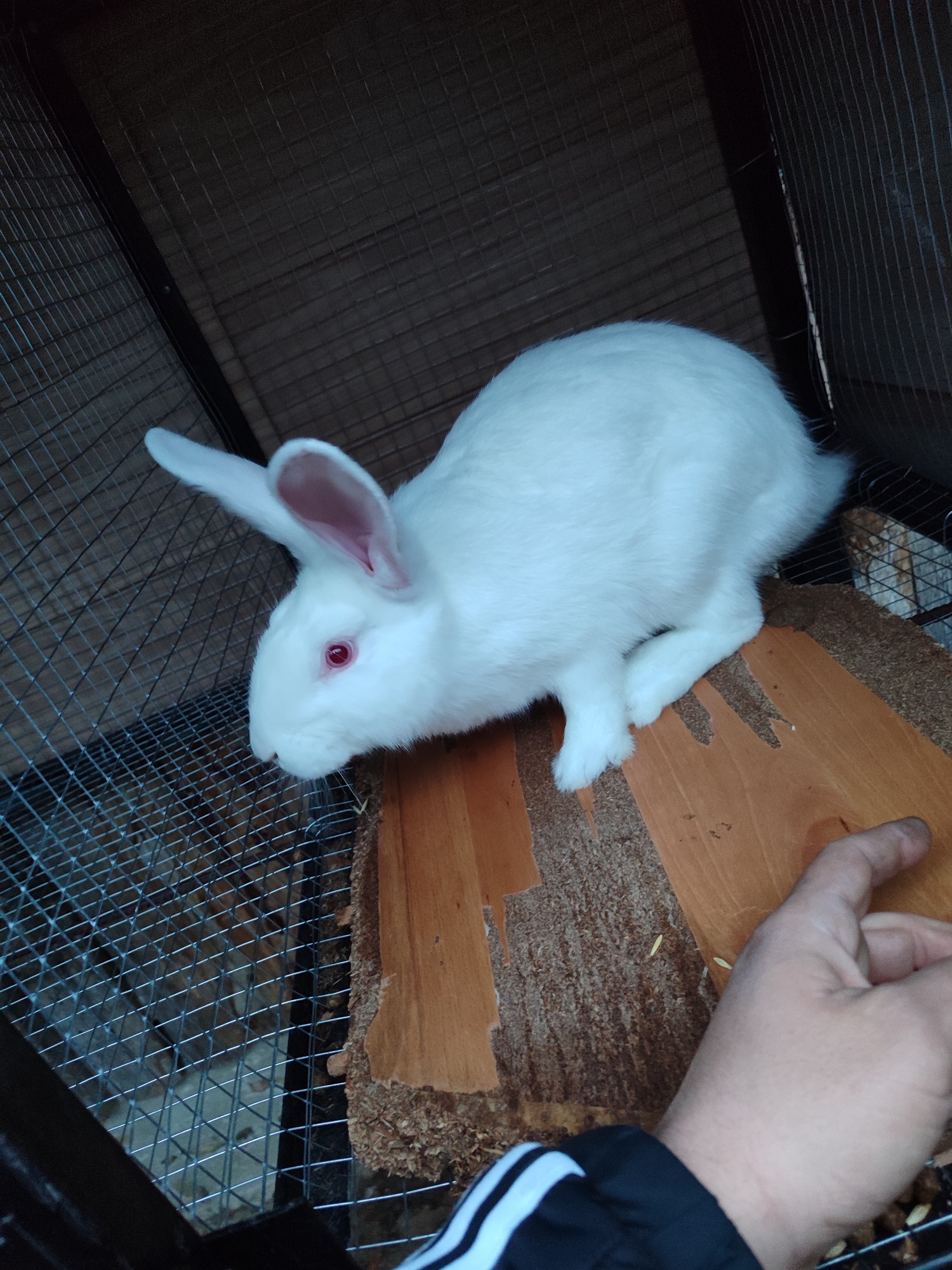 A white rabbit is perched on a piece of wooden bark, likely within a cage or enclosure. The rabbit has pink eyes and ears. A human hand, wearing a black jacket with white stripes, is visible in the lower right corner of the frame. The background consists of a wire mesh and a wooden structure. The location, Varshilo, Bulgaria, cannot be confirmed from the image content.