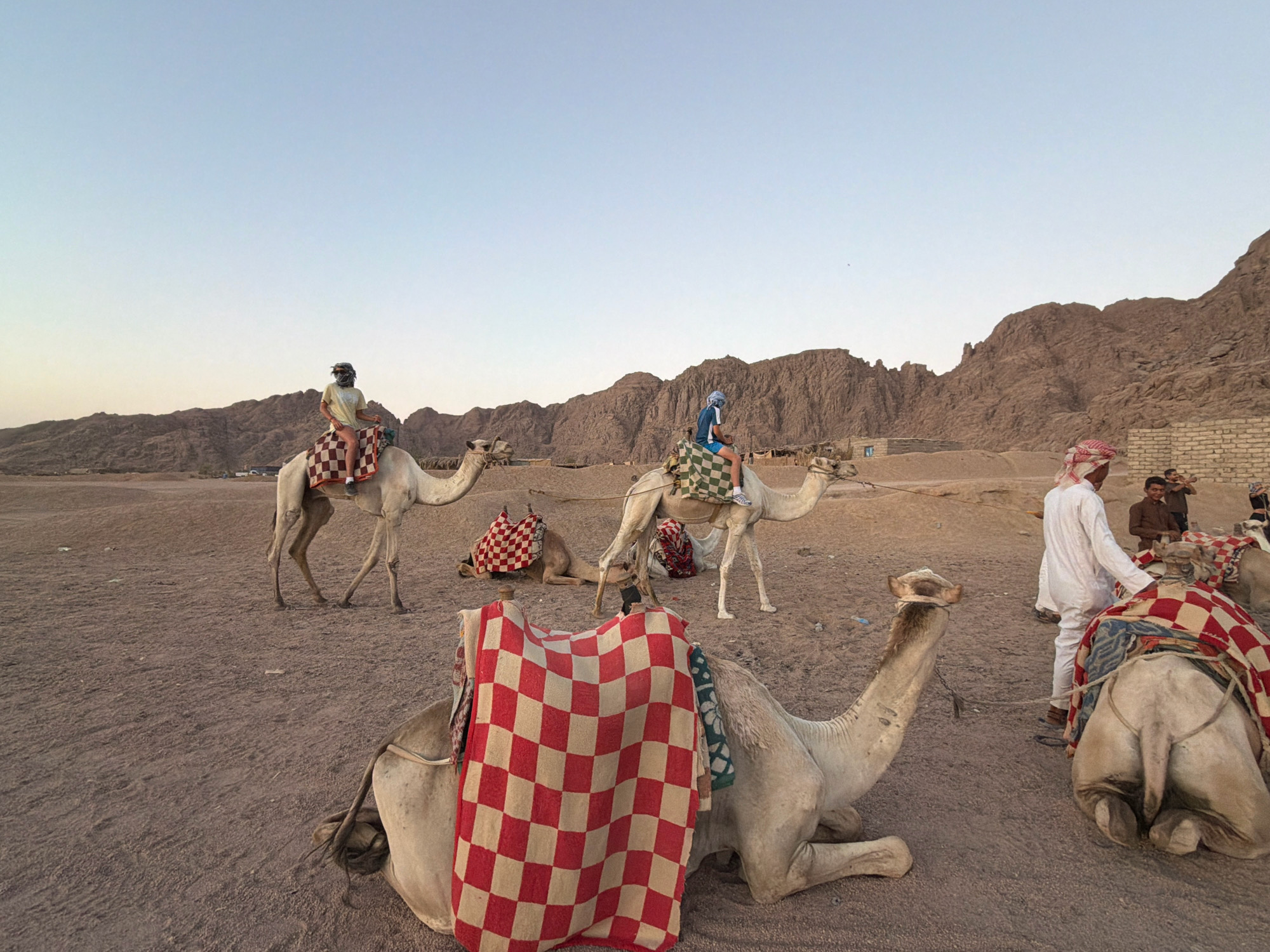 In Sharm El Sheikh, Egypt, a desert landscape features several camels. In the foreground, a white camel is lying down, draped with a red and white checkered blanket. To its right, a camel stands, saddled and adorned with a red and white checkered blanket, and a person in a white thobe and red and white ghutra is preparing to mount it. Further in the background, two more camels are visible, one lying down with a red blanket and another standing with a person riding it, wearing a blue and white garment and a blue headscarf. Another camel with a rider wearing a yellow shirt and a headscarf is to the left. The background consists of rugged, brown mountains under a clear, pale blue sky. Brick structures and a building are also visible in the distance.