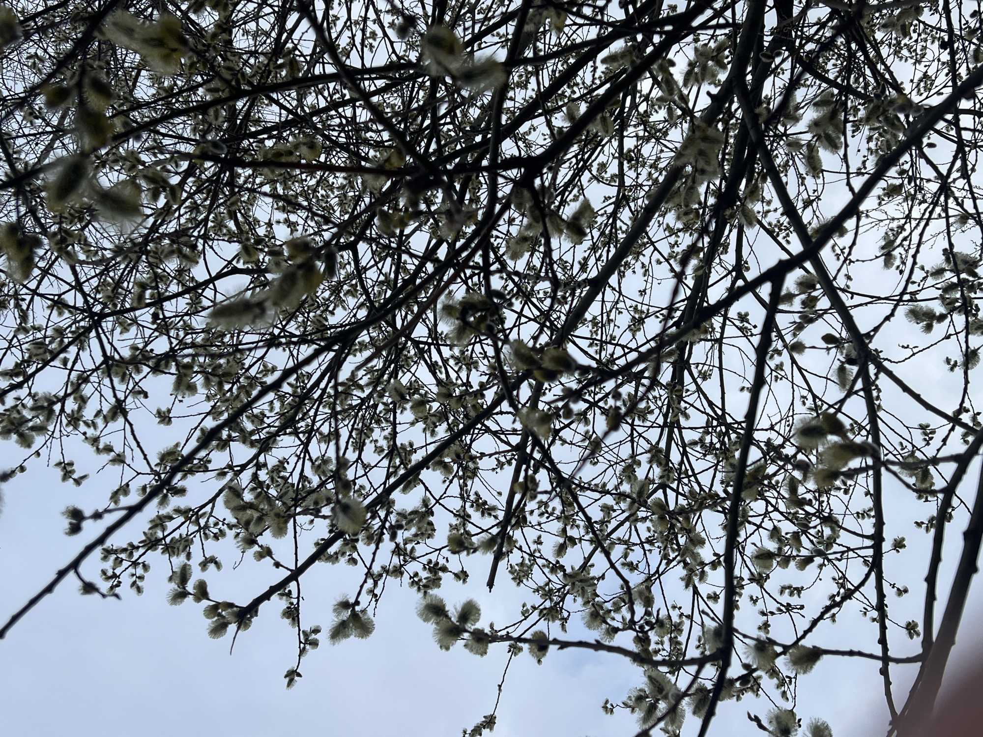 The image captures a dense network of pussy willow branches, heavily laden with soft, fluffy catkins, silhouetted against a bright, overcast sky. The perspective is looking upwards through the canopy of the tree. The branches, dark and bare, twist and interlace, creating a complex pattern across the frame. Numerous catkins, appearing light grey or pale yellow, are visible along the length of the smaller twigs, indicating the early stages of spring bloom.
The scene depicts nature in early spring. No specific activity or event is taking place beyond the natural process of a tree blooming.
Notable details include the overcast sky, which suggests a cloudy day, providing soft, diffused light. The time of day is daytime. There are no people or man-made objects visible, nor any discernible text. The overall impression is one of early spring, with the delicate catkins contrasting against the dark, intricate branch structure. Given the location context of Chaikovsky, Russia, this would typically occur in early spring after the snowmelt.