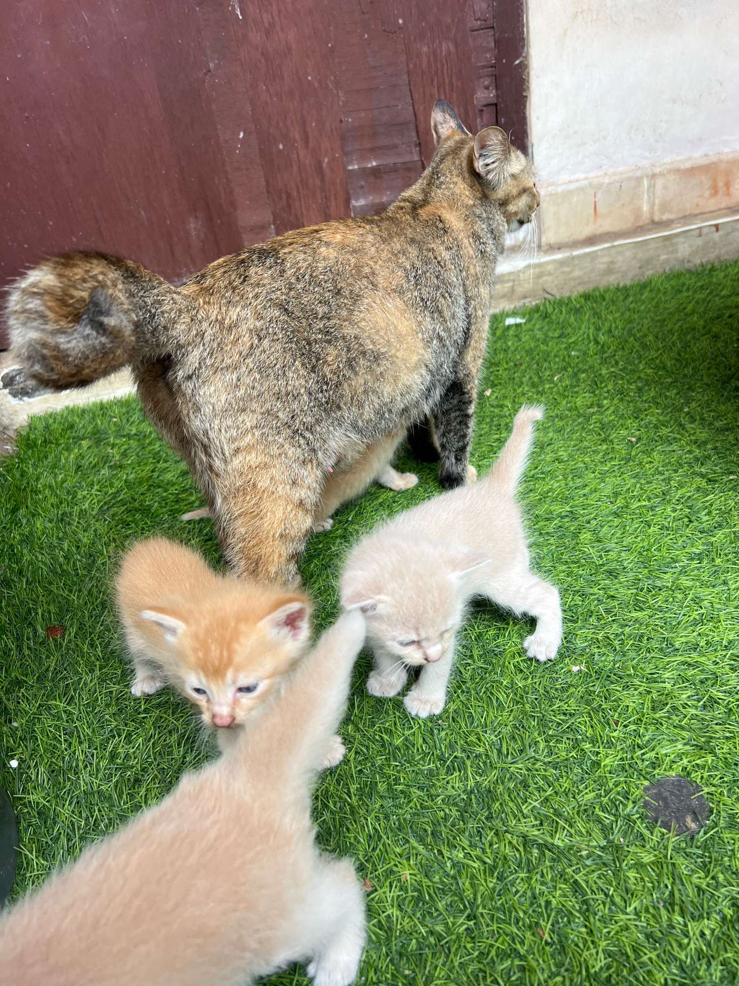 A calico mother cat stands on a patch of artificial grass, looking to the right. Three small kittens are on the grass near her. One ginger kitten is in the foreground, facing left. Another cream-colored kitten is to the right of the ginger kitten, facing left and down. A third cream-colored kitten is partially obscured by the mother cat, behind the ginger kitten. The background consists of a dark brown wooden door and a pale wall. The scene is likely an outdoor area, possibly a yard or patio, in Denpasar, Indonesia, given the context provided.