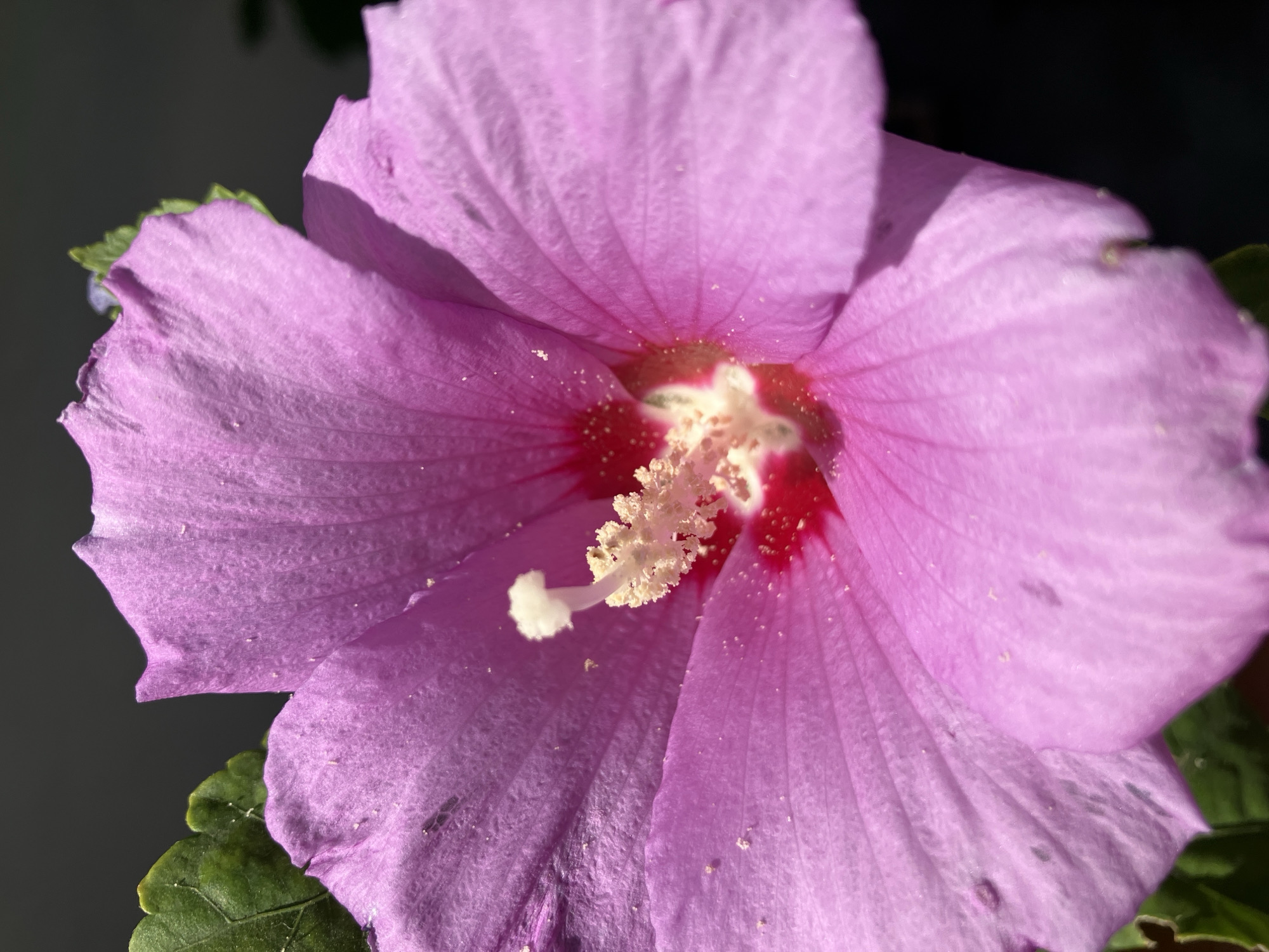 A close-up, eye-level shot captures a vibrant purple hibiscus flower in full bloom, its petals delicately unfurling towards the viewer. The flower's center is a striking contrast of deep red and bright yellow stamen, dusted with a fine powder. The petals are textured, showing subtle veins and the fine hairs that catch the light. To the left, two green hibiscus leaves are visible, adding a touch of verdant life to the scene. The background is a dark, out-of-focus blur, suggesting the flower is either indoors or in a shaded outdoor location. The lighting appears to be natural, possibly from sunlight filtering in, casting soft shadows on the petals and highlighting their delicate structure. There are no people or animals present. The image does not contain any contextual information that would place it specifically in the city of Shymkent, Kazakhstan.
