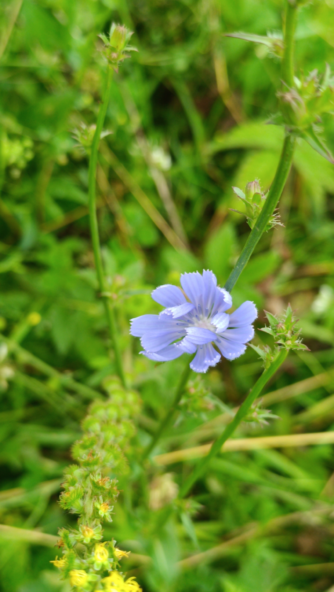 A close-up, vertical shot captures a delicate, pale blue chicory flower blooming amidst lush green foliage. The flower, the main subject, is in sharp focus, revealing its intricate petal structure and a lighter center. To the left of the flower, a spiky green bud cluster is visible, also in focus. The background consists of soft-focus green leaves and stems, creating a natural, outdoor environment. The image does not contain any people, structures, or explicit indicators of location. There is no information present in the image to suggest a specific location within Karsha, Russia.