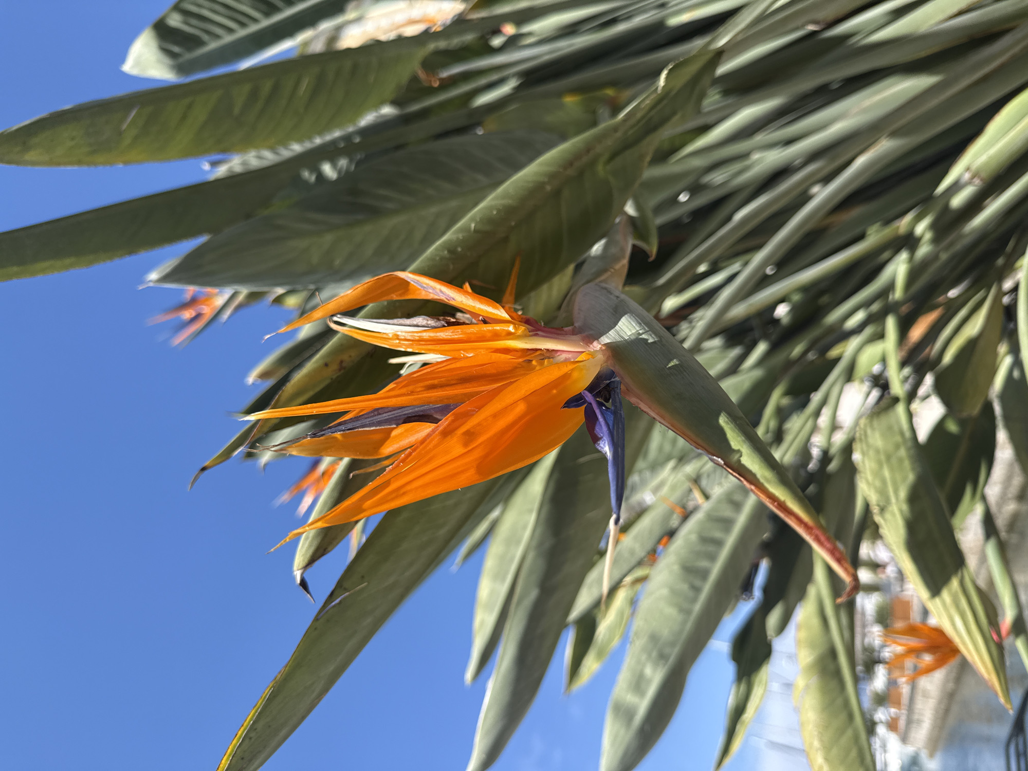 A low-angle shot of a bird of paradise flower in full bloom, with orange and blue petals, surrounded by elongated green leaves. The flower is situated against a clear, bright blue sky. The location is Tivat, Montenegro, based on the presence of this flower.