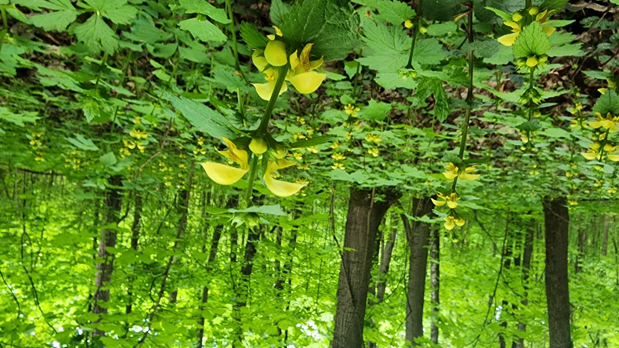 The image depicts a forest scene likely taken in Khimki, Russia, given the request. The camera appears to be pointed upwards, capturing the forest canopy and undergrowth.
**Subjects:** The primary subjects are flowering plants with bright yellow flowers and green leaves. Several of these plants are prominently displayed in the foreground and appear to be a species of Yellow Archangel (Lamiastrum galeobdolon). Trunks of trees are also visible, suggesting a wooded environment.
**Objects:** Other visible objects include leaves, branches, tree trunks, and possibly forest floor debris.
**Environment:** The environment appears to be a lush, green forest in springtime or early summer. The light is filtered through the canopy, creating a dappled effect on the forest floor. The undergrowth is dense.
**Actions/Interactions:** There's no human activity depicted. The main "action" is the natural growth and flowering of plants in the forest.
**People:** No people are visible in the image.