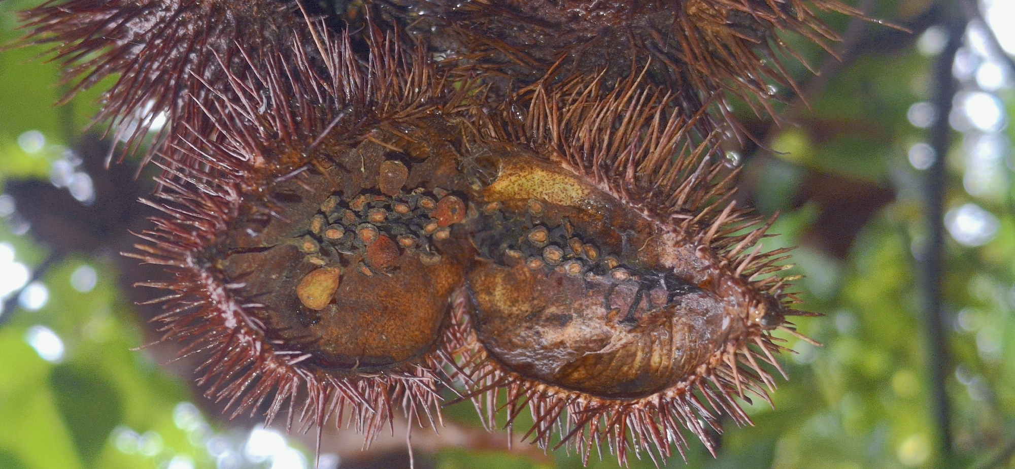 The image shows a close-up of two spiky seed pods, likely from a chestnut tree, hanging outdoors in an environment with blurred green foliage and bokeh effects in the background. The seed pods are brown and covered in numerous sharp, reddish-brown spines. Inside the opened pods, there are smaller, round, reddish-brown objects clustered together. The lighting suggests it might be a cloudy day or shaded area, as there are no harsh shadows. Water droplets are visible on some of the spines. The location is specified as Vallecito, Venezuela, which implies an outdoor natural setting, possibly a park, garden, or forested area.