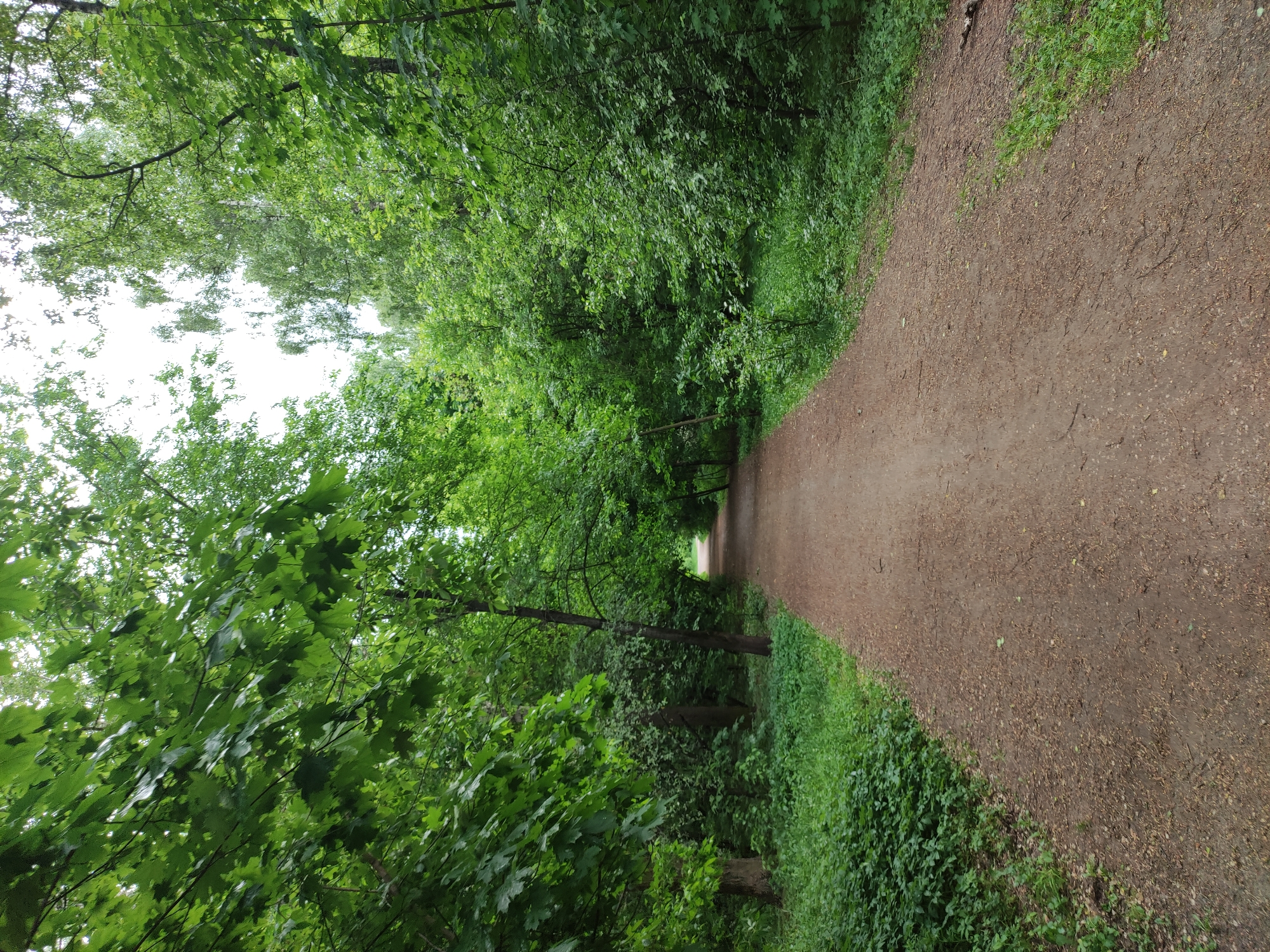 A forest path winds through a wooded area. The path is unpaved and consists of dirt and small gravel. Trees line both sides of the path, creating a green canopy overhead. Light is visible at the end of the path. The location is in the city of Unknown, Unknown.