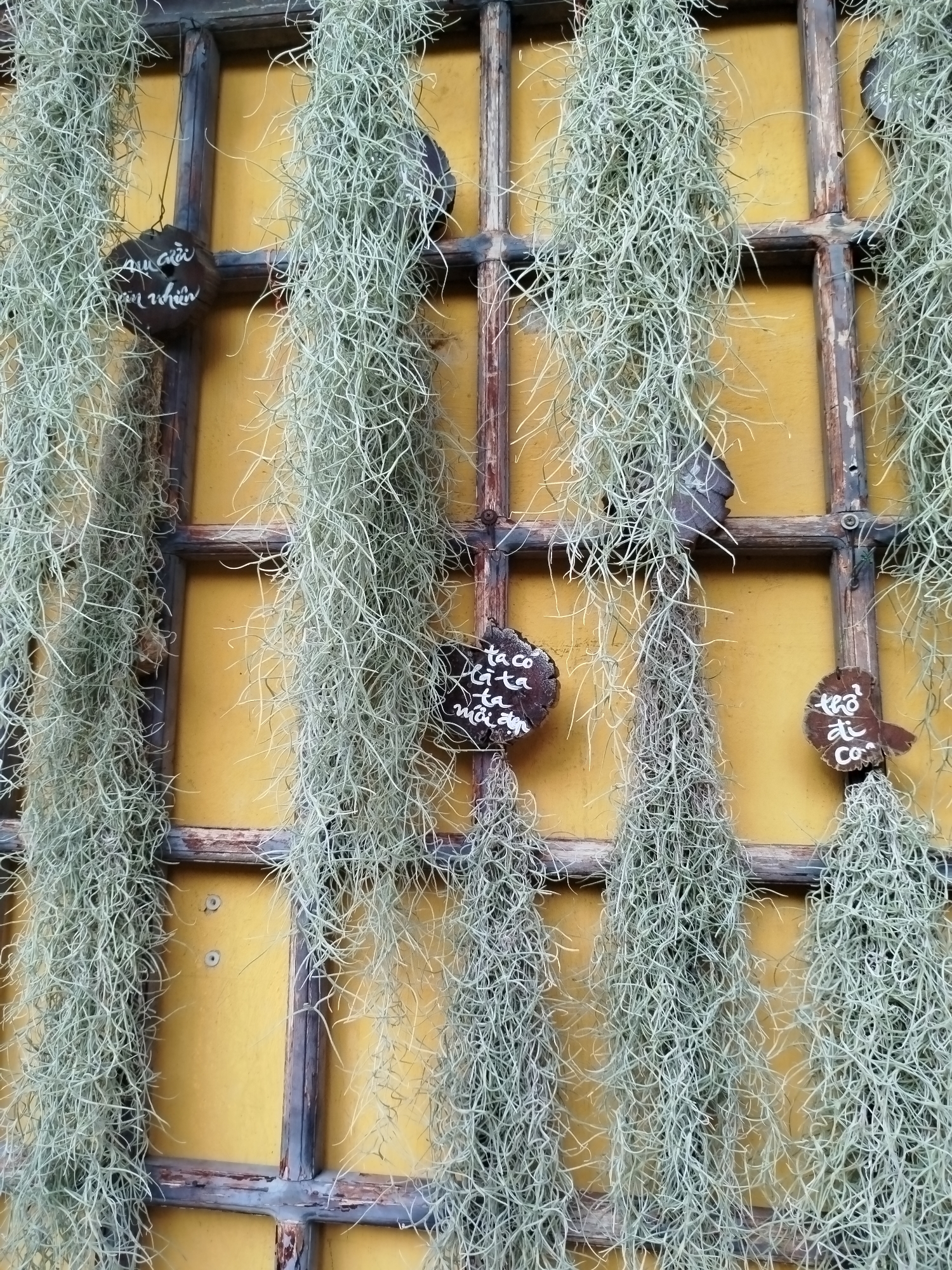 The image shows a wall decoration in Ho Chi Minh City, Vietnam. A yellow painted wall serves as the background. A dark wooden grid or frame is mounted on the wall. Bunches of Spanish moss (Tillandsia usneoides) hang down from the frame. Several irregularly shaped wooden pieces with writing in Vietnamese attached to the frame appear amongst the moss. The overall impression is a rustic, natural display.