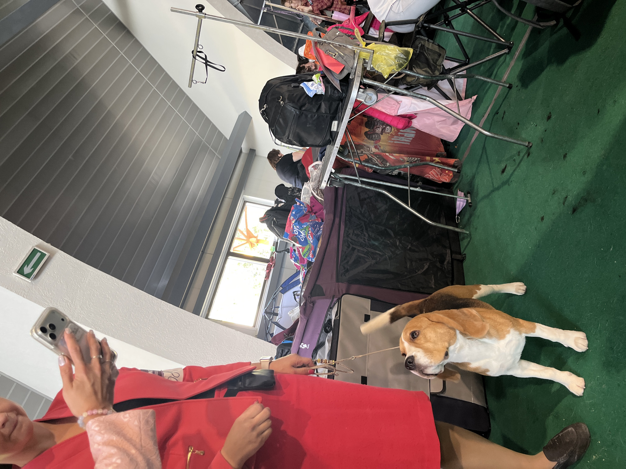 The image depicts an indoor scene, possibly a dog show or competition, given the presence of a beagle and various dog-related accessories like leashes and grooming equipment. The environment appears to be a large hall with a sloped ceiling and green carpeting. Several large bags, luggage, and collapsible chairs are visible, suggesting a temporary setup.
In the foreground, a person dressed in a vibrant red outfit is partially visible, holding a smartphone. Their left hand, adorned with a bracelet, is holding a leash connected to a beagle that is looking upwards. The dog is tri-colored with white, brown, and black markings.
The background shows other individuals and more equipment, including a black backpack on a trolley, various colorful bags, and what appears to be a grooming stand with a leash attached. A green directional arrow sign is visible on the wall. The lighting suggests an indoor setting with some natural light coming from windows. The overall impression is one of a busy, event-like atmosphere centered around dogs.
There is no information in the image to suggest this location is in the city of Lahojsk selsaviet, Belarus.