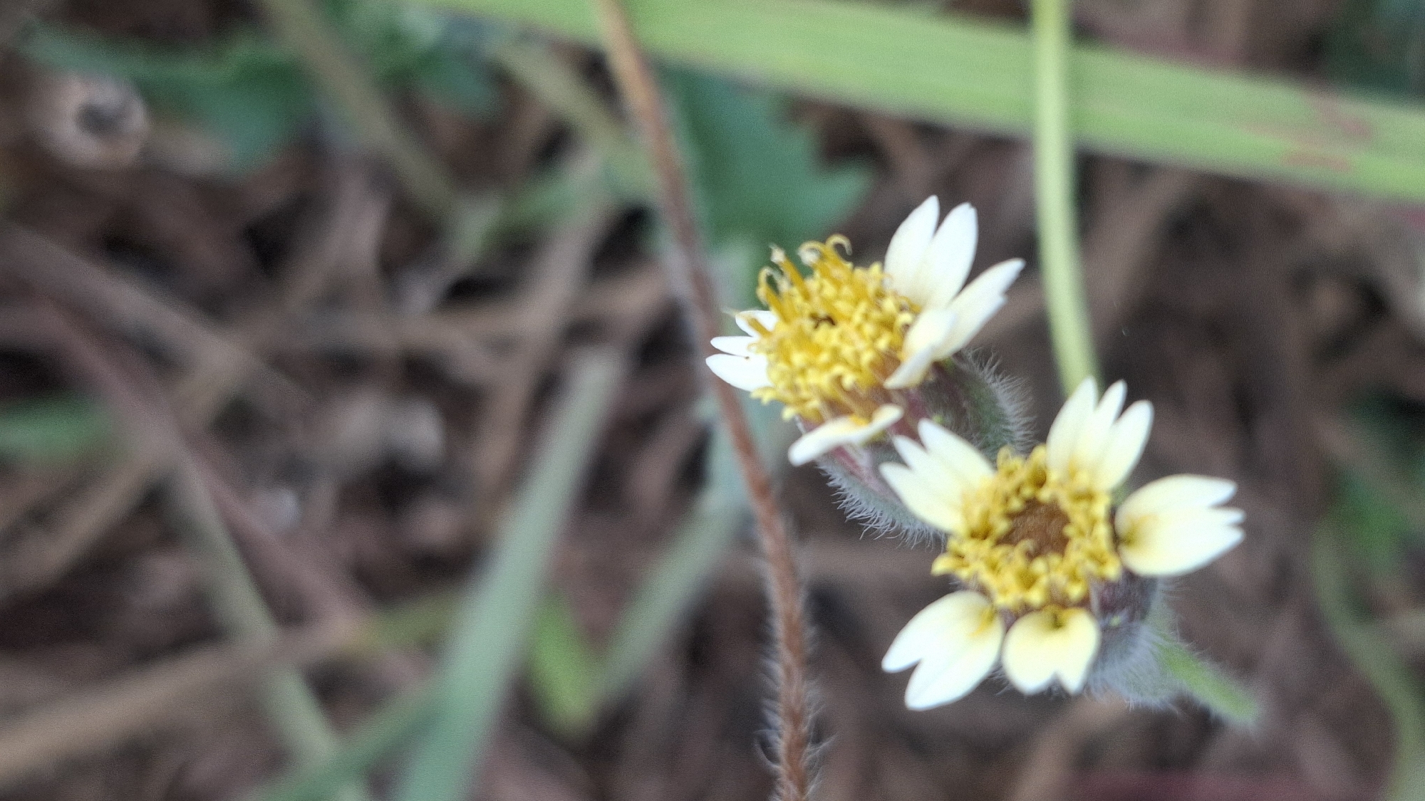 A close-up, low-angle shot captures two small, white-petaled flowers with bright yellow centers against a blurred background of dry grass and green foliage. The flowers are positioned in the foreground, with one slightly above and to the right of the other. The petals of the flowers are delicate and pointed, and their stems are covered in fine, fuzzy hairs. The yellow centers are composed of numerous tiny florets, some appearing slightly curled. The overall lighting suggests an outdoor, natural environment. The image was taken in the city of Cibinong Hilir, Indonesia.