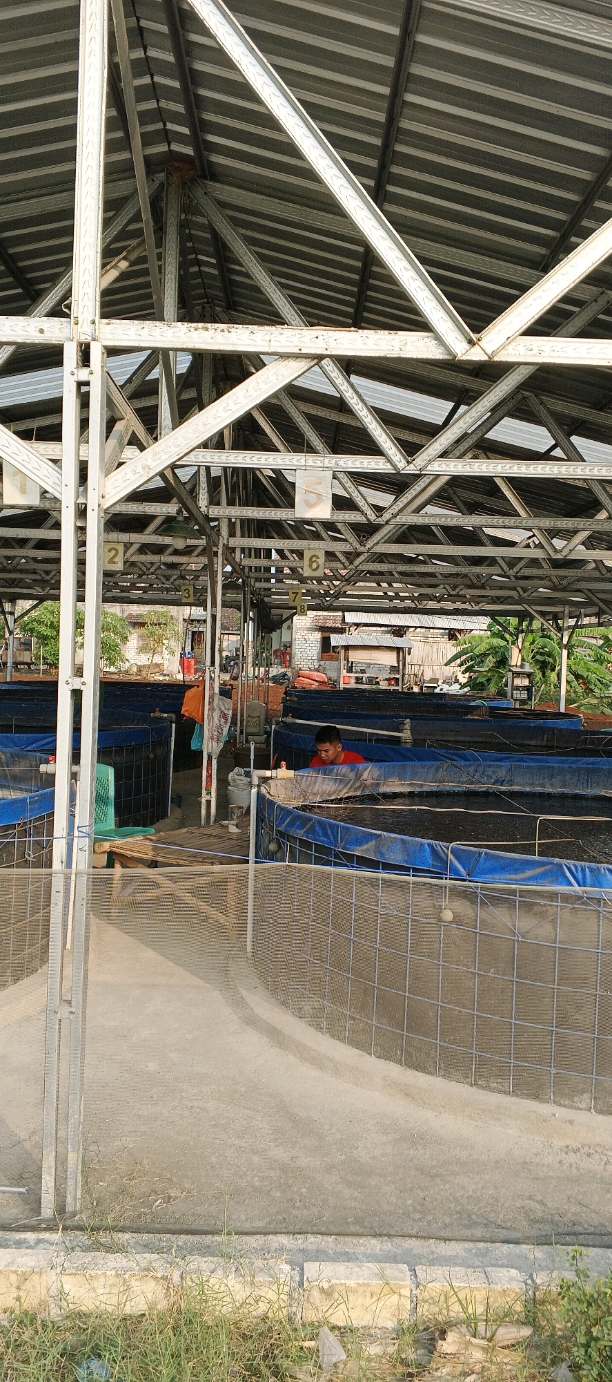 The image depicts an outdoor fish farm facility located in Latukan, Indonesia. The scene is dominated by a large, metal-framed structure covered with a corrugated metal roof, providing shelter for multiple round, blue-lined fish ponds. These ponds are constructed with wire mesh fencing around their perimeters. A young man wearing a red shirt is visible near one of the ponds, seemingly engaged in activities related to the fish farming. The ground surface is a mix of concrete and dirt, with some grass and vegetation growing around the edges of the facility. The overall environment suggests a functional agricultural setting.