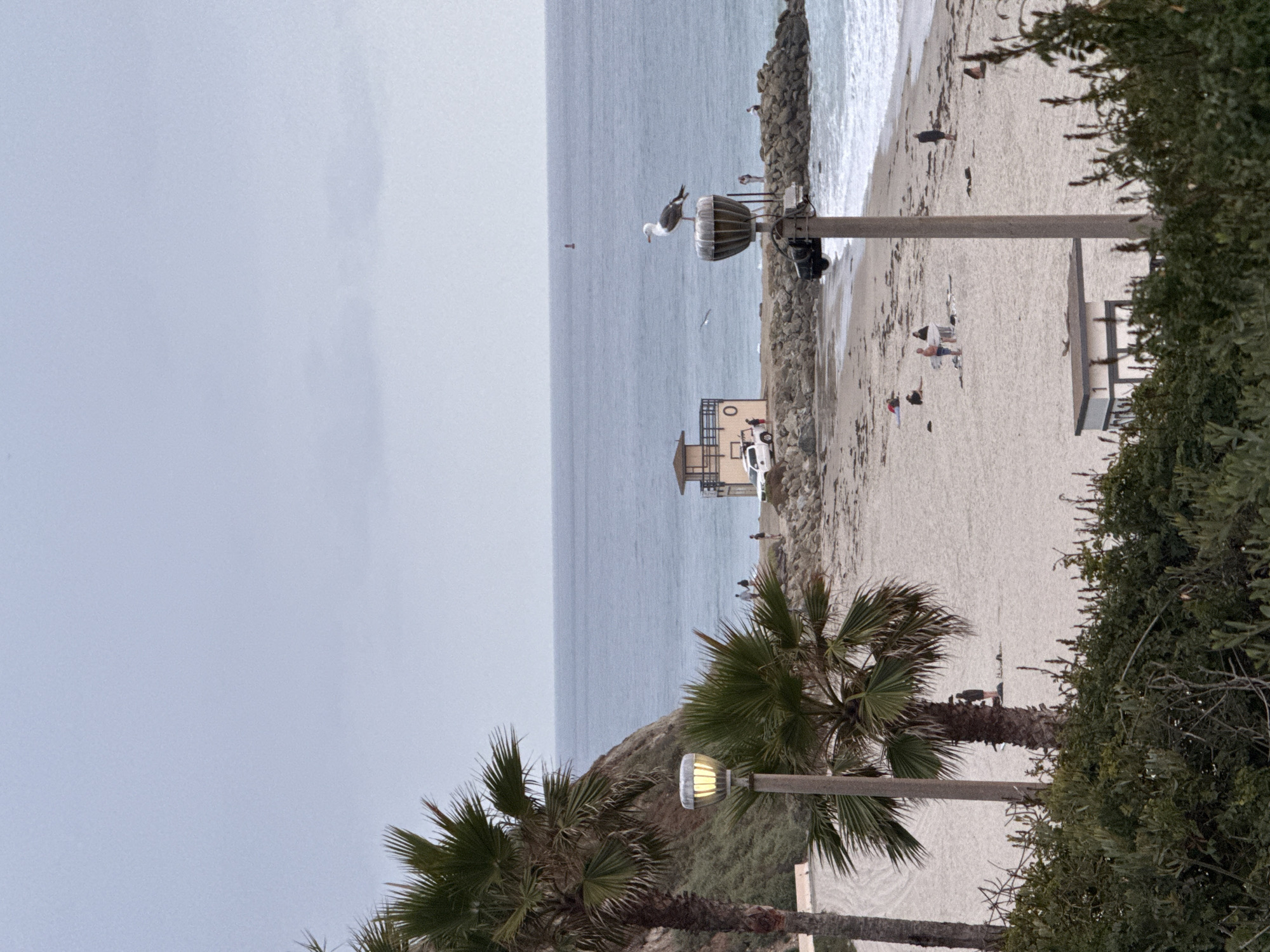 The photograph captures a scene at a beach in Dana Point, United States of America. The composition is vertically oriented, showing a coastal landscape featuring the ocean, a sandy beach, and some vegetation.
The sky is overcast, contributing to a subdued lighting. The ocean is a uniform grey, with some subtle wave action visible near the shore. A structure resembling a lifeguard tower is visible on the beach.
The sandy beach shows signs of human activity, with several people either standing or lying down on the sand. A seagull is perched atop a structure.
In the foreground, there are palm trees. There is a lamp post as well. A shrubbery and some greenery frame the right side of the image, suggesting the perspective is from a slightly elevated position.