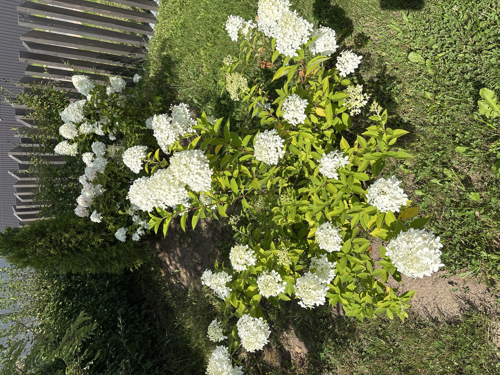 In Zvenigorod, Russia, a sunny day illuminates a garden scene. The foreground features a lush green lawn interspersed with clover and dandelions. Dominating the mid-ground is a vibrant flowering bush with numerous large, white hydrangea blooms and bright green leaves. Scattered around the bush are more white hydrangea blossoms. Behind the flowering bush, a dense green evergreen tree stands tall, casting a shadow on the ground. Further in the background, a wooden fence made of vertical, dark-stained planks with a unique angled design separates the garden from unseen surroundings. The overall environment suggests a well-maintained residential garden. There are no people visible in the image.