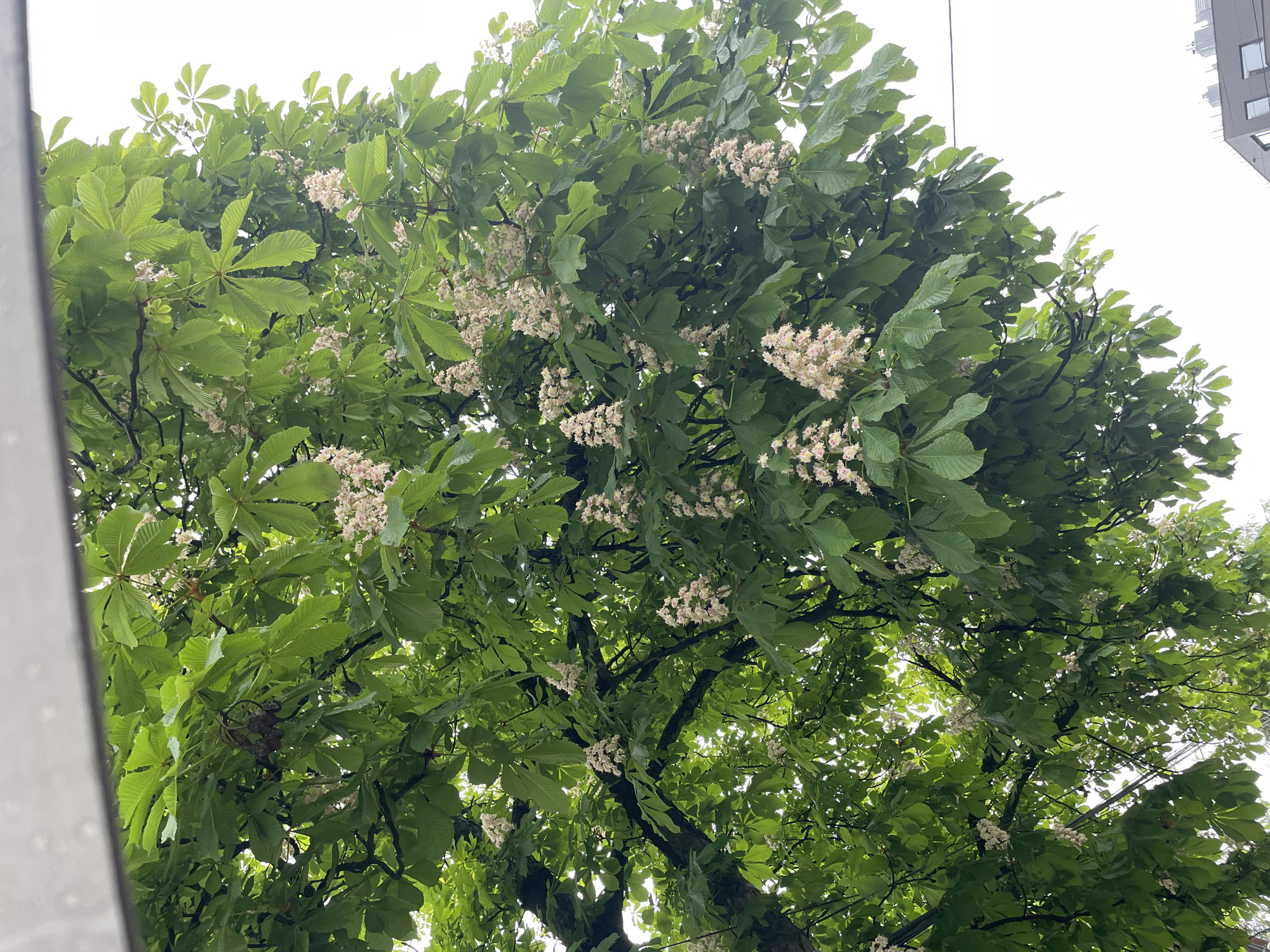A low-angle, outdoor shot captures the lush canopy of a horse chestnut tree (Aesculus hippocastanum) in full bloom, likely taken in an urban setting. The tree’s large, palmate leaves, composed of several leaflets radiating from a central point, are a vibrant green. Sprinkled throughout the foliage are upright clusters of creamy white flowers, adding a touch of elegance to the scene. The tree appears healthy and well-established, its branches forming a dense network overhead. A glimpse of the cityscape is visible in the upper right corner of the frame, with the corner of a modern building rising above the tree line. The sky is overcast and the location is Unknown, Unknown.
