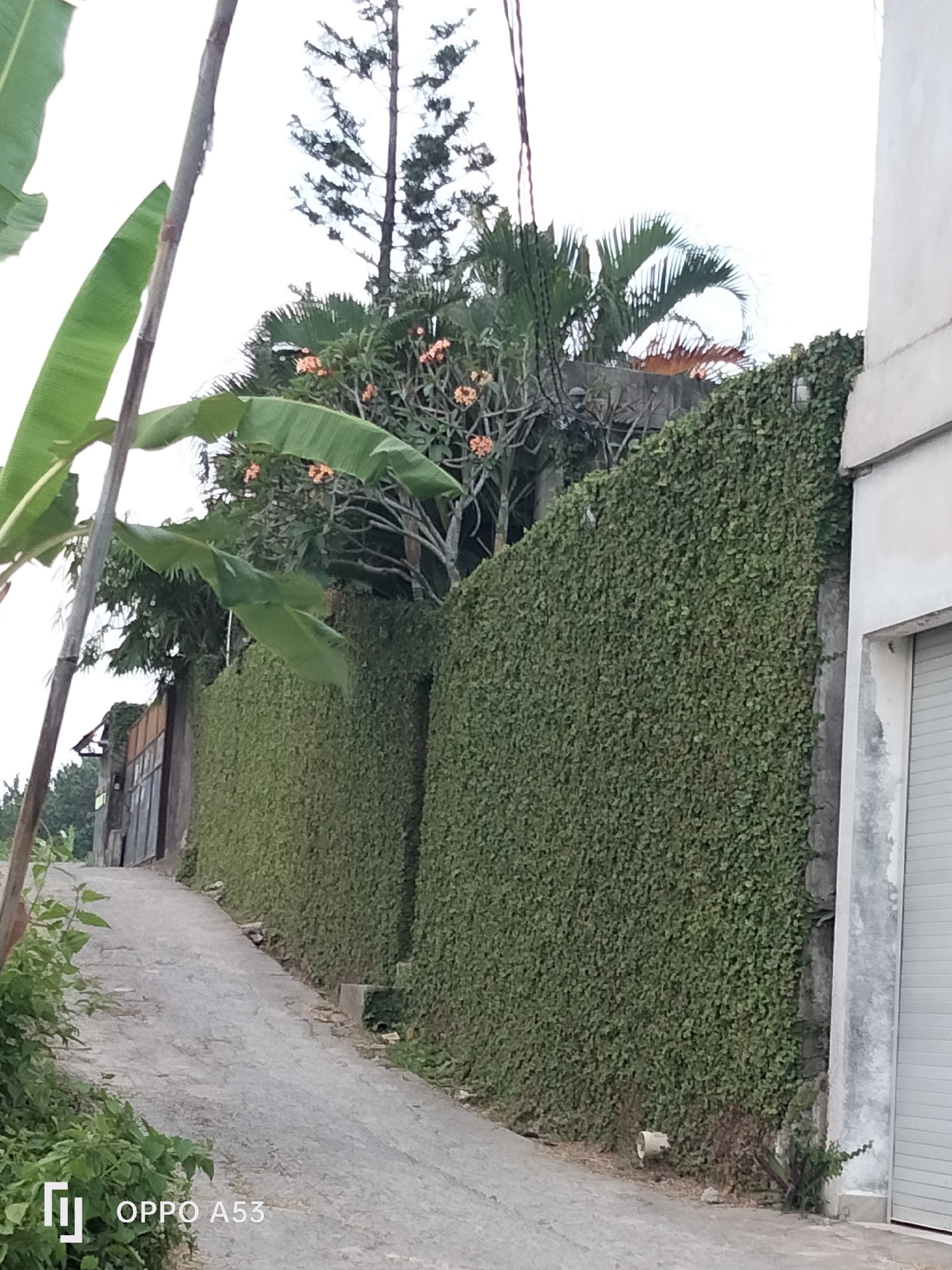 A rural scene in North Kuta, Indonesia, shows a narrow, paved road winding uphill. On either side of the road, tall, green ivy-covered walls dominate the landscape. The wall on the right is more prominent, with a light-colored, modern building with a large rolling door section partially visible on its right edge. The wall on the left is partially obscured by lush green foliage, including banana leaves and flowering trees with orange blossoms. Further up the left wall, a rustic wooden gate structure with a corrugated metal roof can be seen. The sky is overcast. The overall impression is one of a serene, green environment.