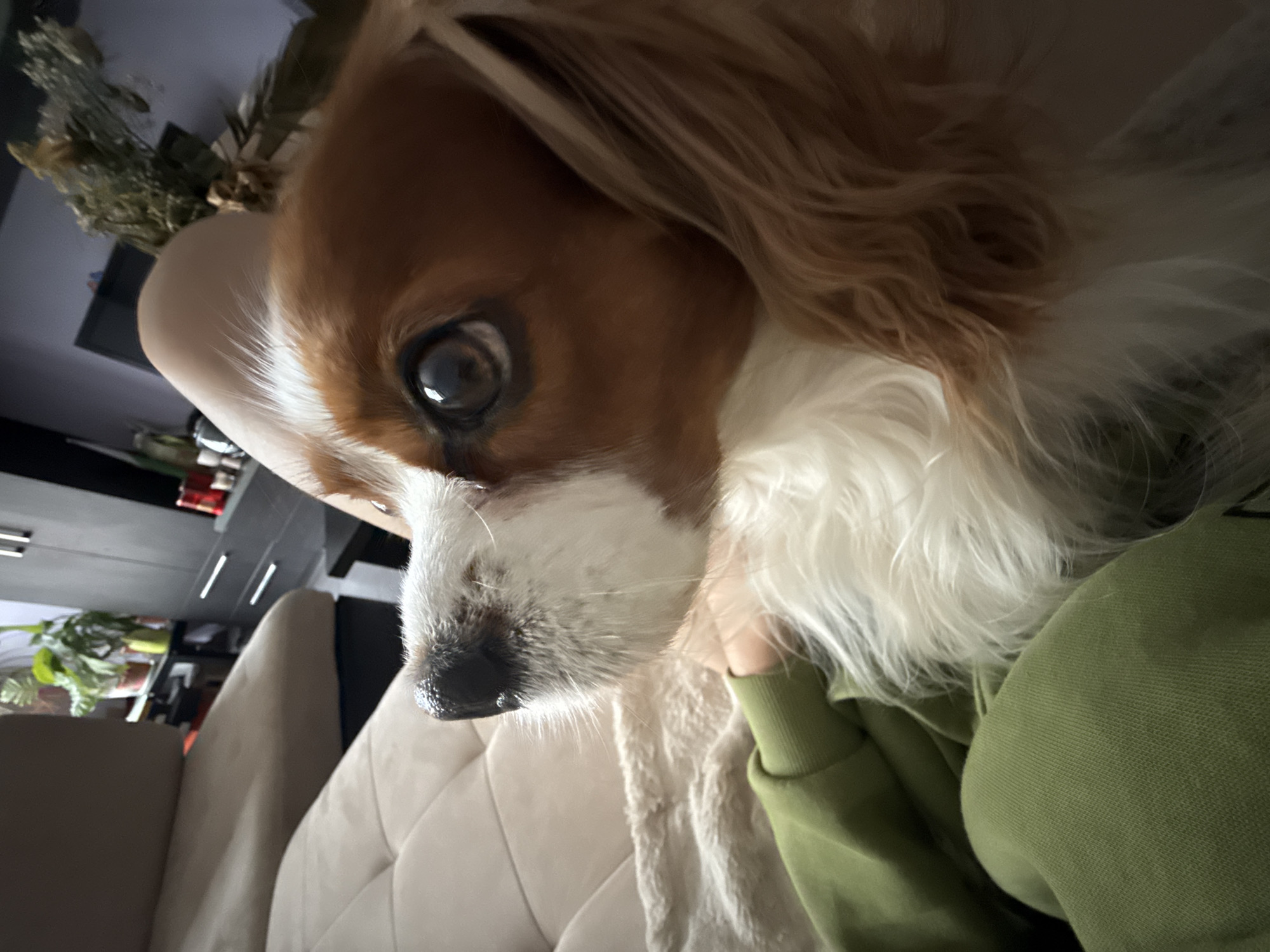 The image displays a close-up, angled view of a dog and a person in an indoor setting. The primary subject is a dog, likely a Cavalier King Charles Spaniel, with distinctive white and brown (blonde/tan) fur covering its face, ears, and chest. The dog's large, dark eye, wet nose, and whiskers are sharply focused, and its gaze is directed slightly off-camera, conveying a calm and watchful expression.
A person's arm, wearing a green long-sleeved garment (possibly a sweatshirt), is visible, gently supporting or petting the dog. The dog appears to be resting comfortably against the person or on their lap.
The background reveals elements of a home interior. A light-colored sofa or armchair, possibly beige or off-white, is prominent in the mid-ground. Further back, kitchen-style cabinets or shelving units with modern silver handles are visible, along with green foliage from houseplants and a decorative arrangement resembling dried botanical elements.
The lighting is soft, and a clear reflection in the dog's eye indicates an indoor light source. The scene captures a quiet, affectionate moment between the pet and its owner in a comfortable, domestic environment. No text is visible in the media file, and the specific time of day or external weather cannot be determined.