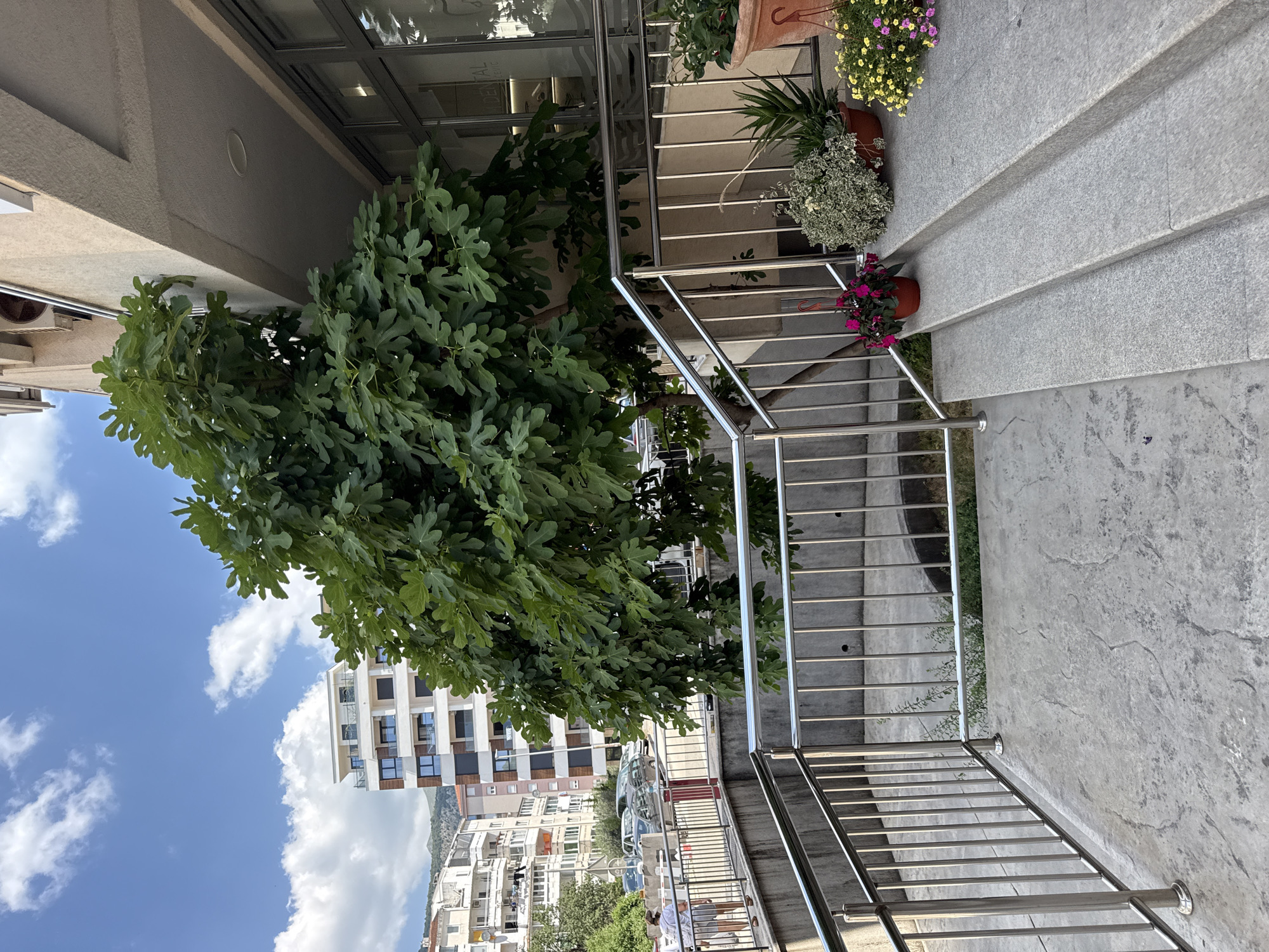 The image depicts an outdoor scene in Budva, Montenegro. The foreground is dominated by a concrete staircase with a polished metal railing. Several potted plants with colorful flowers are placed on the steps and the landing. To the left, a large tree with broad green leaves partially obscures the view.
Behind the tree and railing, a modern building with glass windows and light-colored walls is visible. Further in the background, a densely populated urban landscape with apartment buildings and hills can be seen under a bright blue sky with scattered white clouds. The sun appears to be high in the sky, suggesting it is daytime.
There are no discernible people actively engaged in any activity, though a few figures might be present in the distant buildings or street. The overall impression is one of a residential or commercial area on a sunny day. The image has been rotated 90 degrees clockwise. No text is clearly visible.