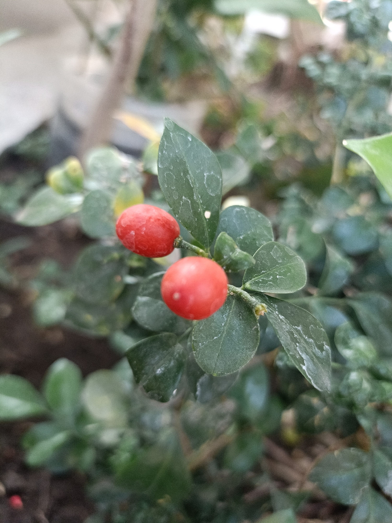 A close-up, eye-level, vertical shot focuses on two small, bright red berries nestled among dark green leaves. The berries are slightly blurred due to shallow depth of field, with the left berry appearing slightly larger and more in focus than the right. The leaves are leathery and have a matte texture, with some lighter green or white powdery residue visible on their surfaces. The background is a soft blur of greens and browns, suggesting more foliage and possibly soil. No people or specific landmarks are visible. The scene is likely an outdoor garden or potted plant, possibly in Kediri City, Indonesia, given the context.