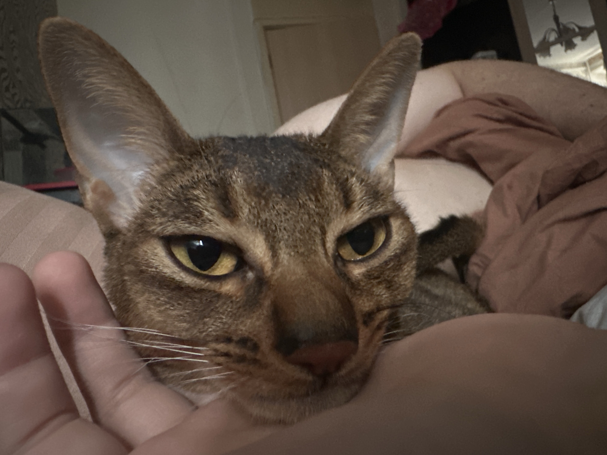 A close-up shot features an Oriental Shorthair cat. The cat has a distinctive brown tabby coat with large, pointed ears. It is being held in a person's hand. The background includes rumpled bed linens and hints of a bedroom interior. The location in Moscow, Russia, cannot be confirmed from the image.