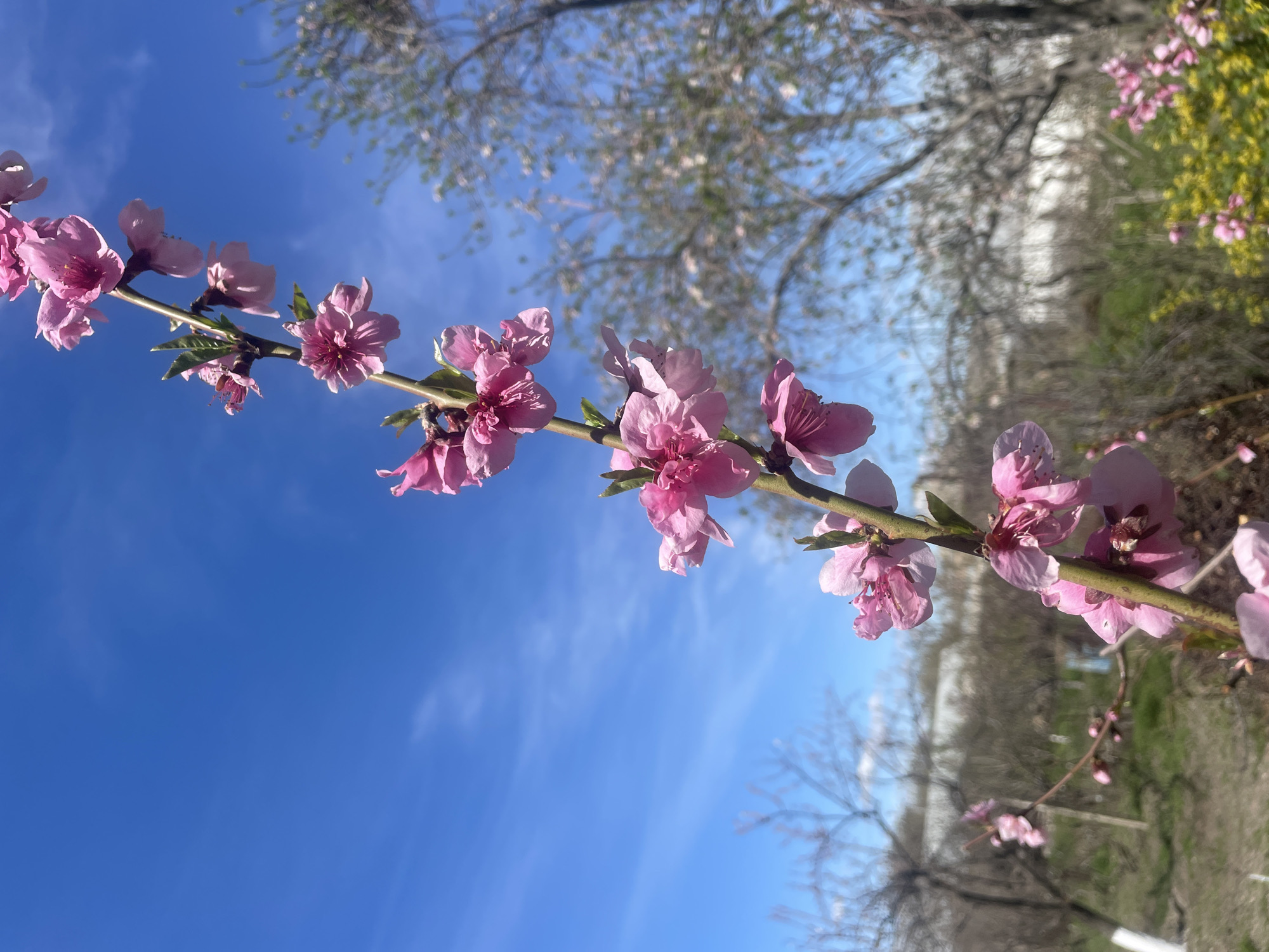 The image shows a branch of pink blossoms against a clear blue sky with wispy clouds. Some tree branches without leaves are visible in the background. The foreground shows a blurred landscape suggesting a park or garden. Based on the information in the prompt, the location is Aratashen, Armenia. No people are visible in the image.