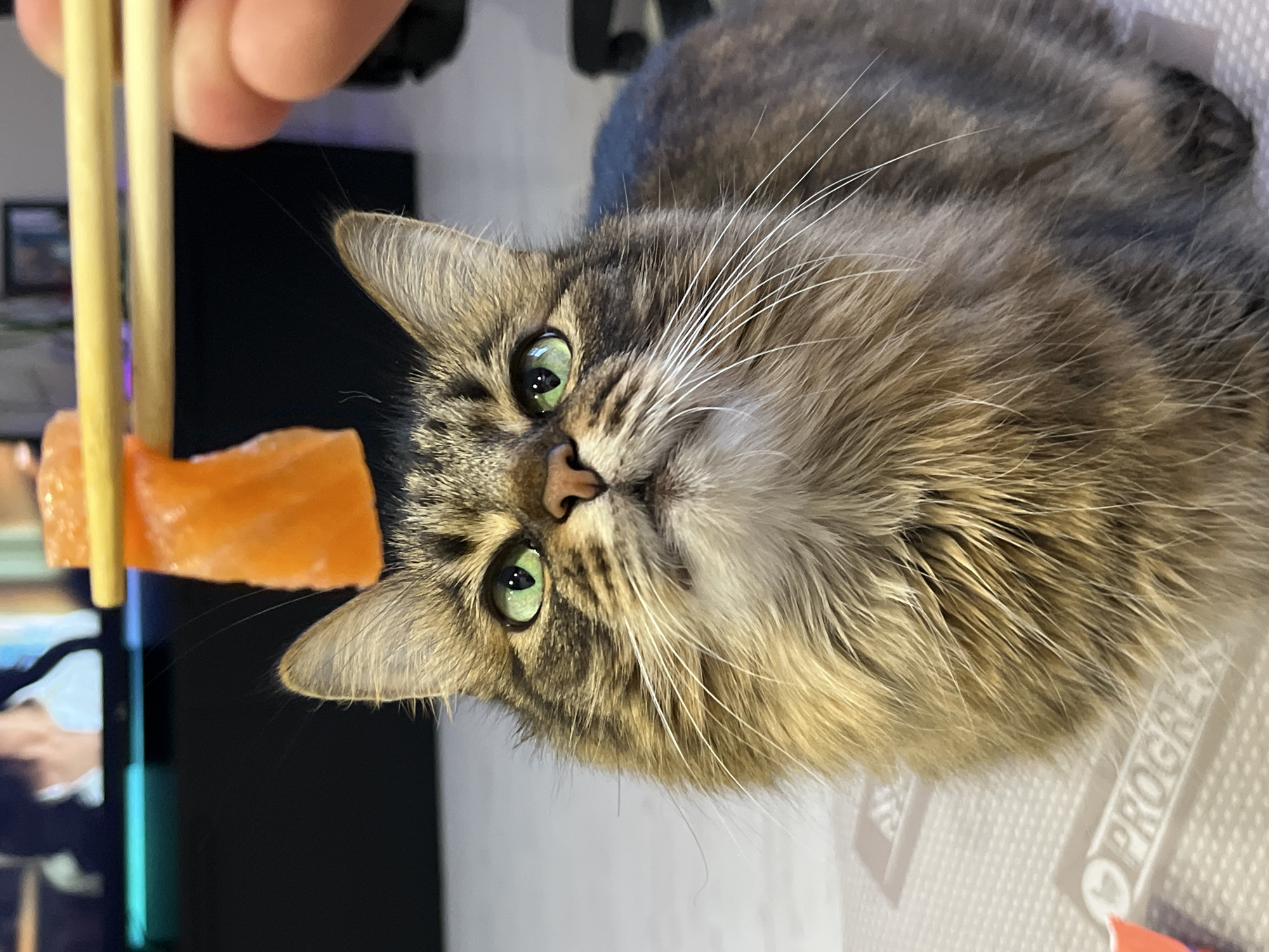 A medium shot captures a fluffy brown and grey tabby cat looking upwards with bright green eyes at a piece of salmon held by chopsticks. The cat is sitting on a white surface with a subtle pattern. In the background, a television screen displays a blurred image of people. A hand with visible fingers is holding the chopsticks, indicating an interaction between the cat and a person. The overall lighting suggests an indoor setting.