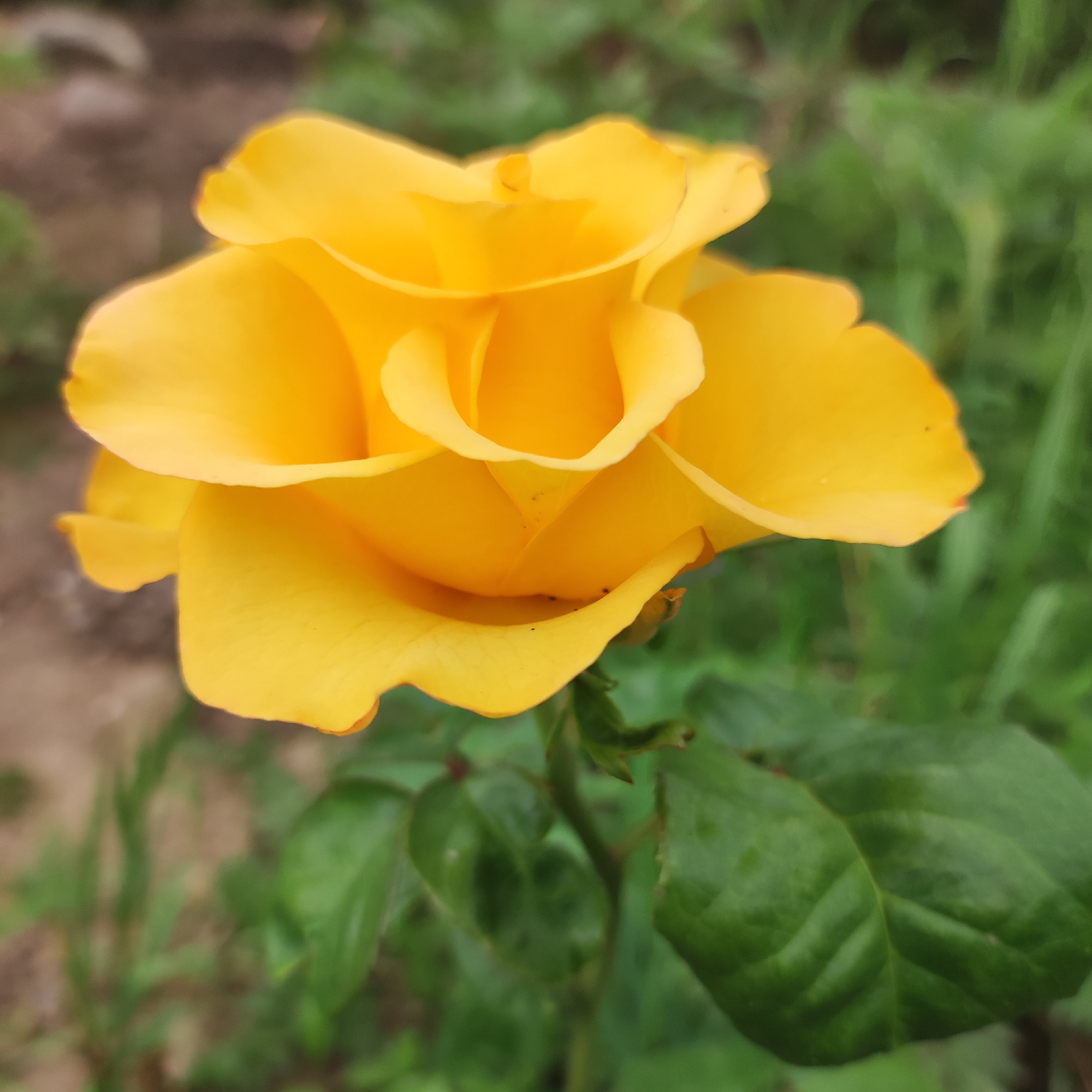 A close-up, shallow depth-of-field shot focuses on a bright yellow rose. The rose is in full bloom, with its petals unfurling in layers. The petals are a vibrant yellow with a slightly ruffled edge. In the background, out of focus, are green foliage and brown soil, suggesting an outdoor garden setting. The lighting is natural, highlighting the texture and curves of the rose petals. There are no people or specific landmarks visible in the image. The image's metadata does not contain location information for Navoloki, Russia.