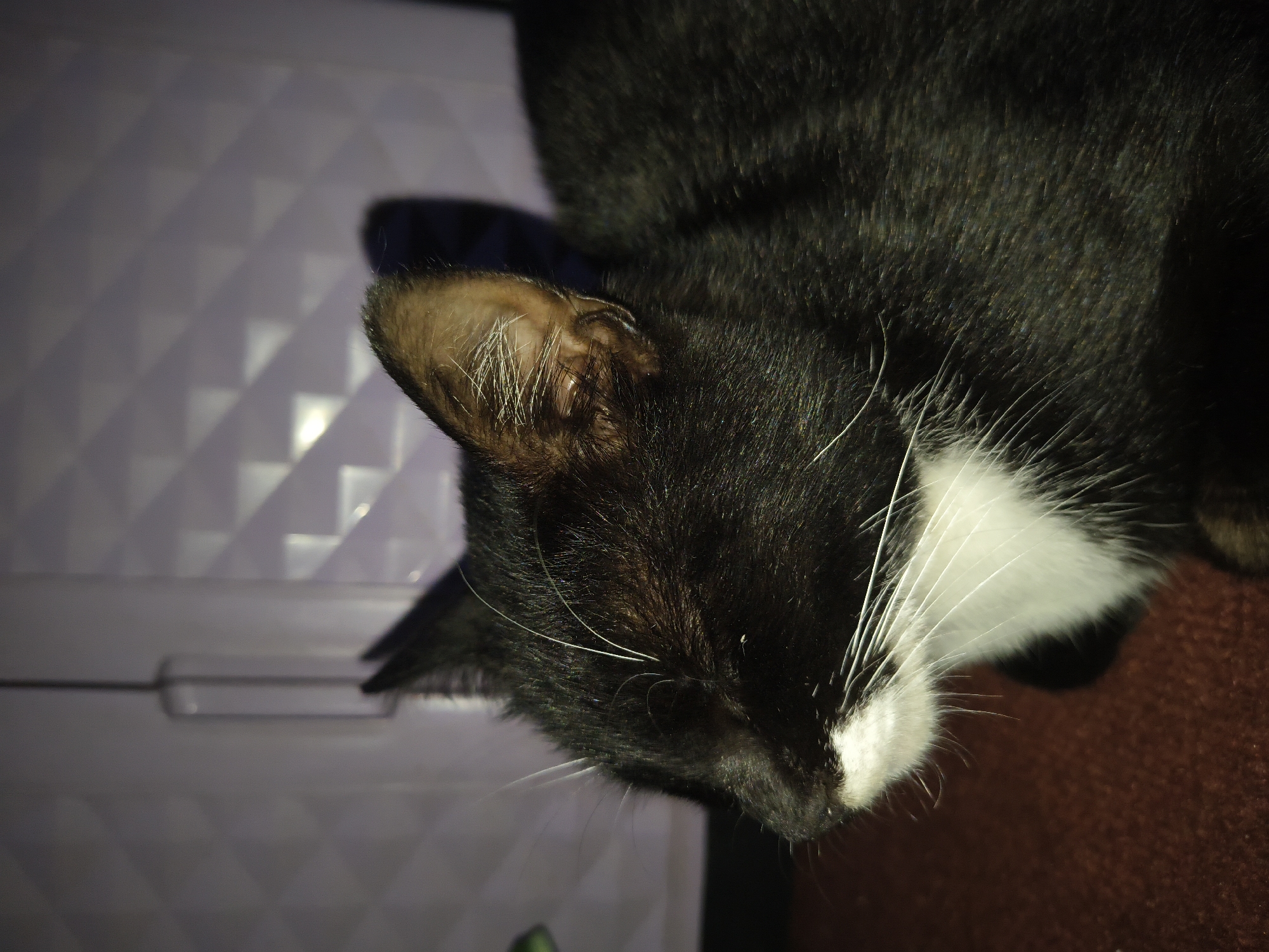 A close-up, top-down perspective captures a black and white cat. The cat's fur is predominantly black, with a white patch visible on its face and white whiskers. The cat's ear has brown fur on the inside. The cat is lying on a brown surface. A patterned plastic surface is visible to the left of the cat. Location: Unknown, Unknown.