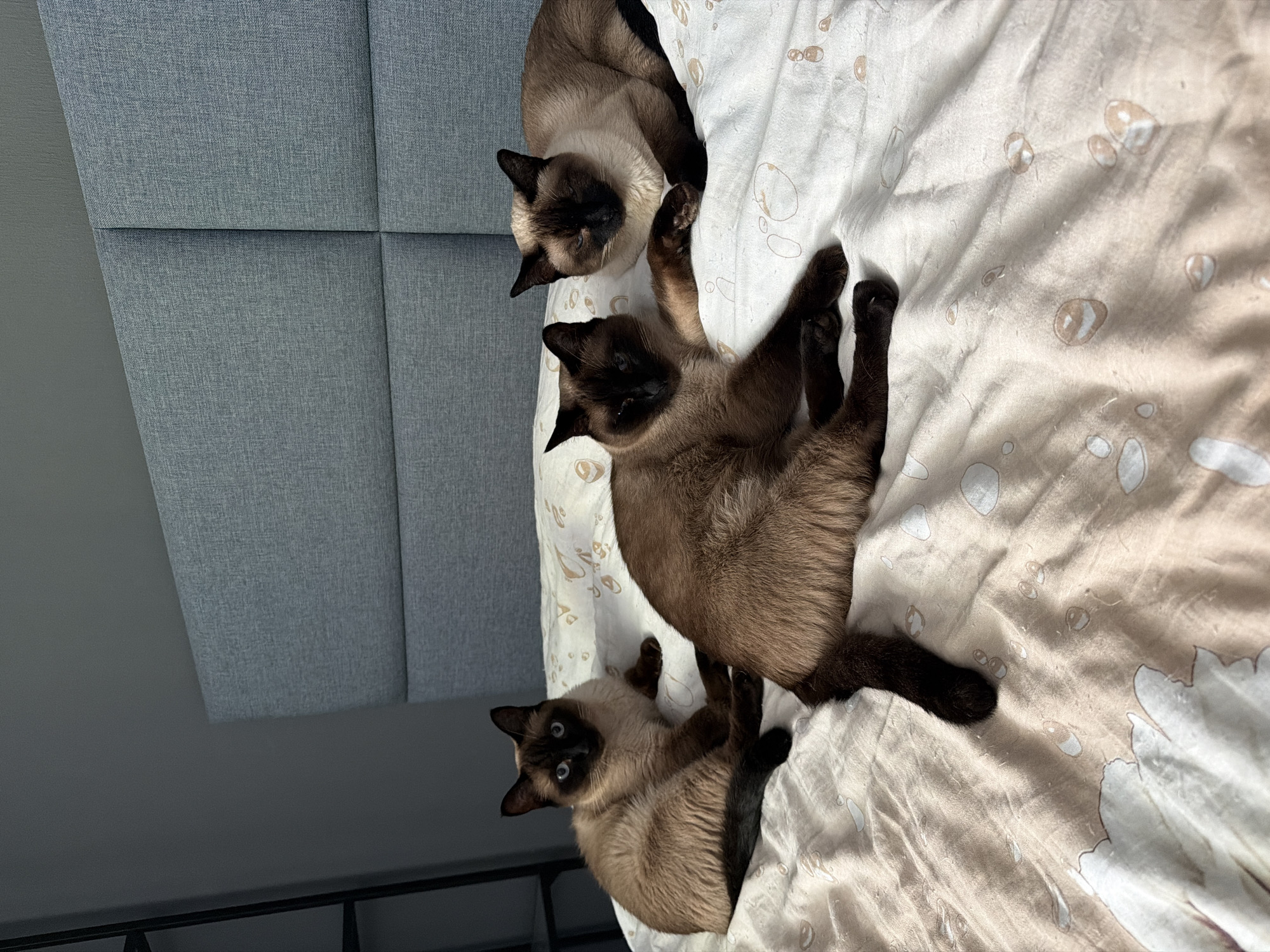 Three Siamese cats are lying on a bed in a bedroom. The cats are a mix of brown and cream colors with dark brown points on their ears, faces, paws, and tails. The bed has a light-colored duvet with a subtle floral pattern. In the background, a grey upholstered headboard is visible. The room appears to be well-lit, likely by natural light. The overall scene suggests a peaceful and comfortable domestic setting. No specific location in Saint Petersburg, Russia can be determined from the provided image.