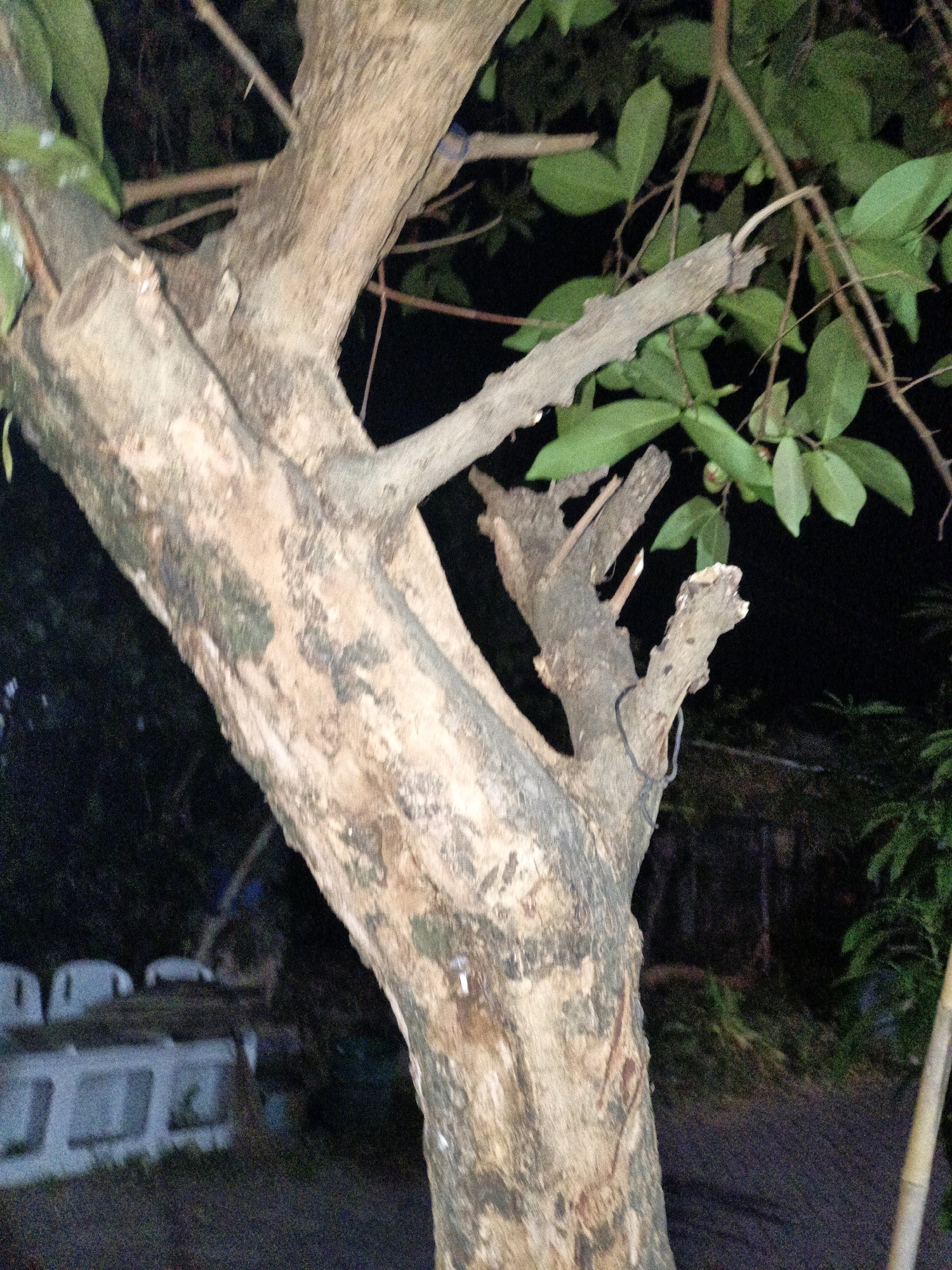 The image depicts a close-up view of a tree trunk and branches, possibly in a yard or garden. The tree has rough, textured bark with patches of green and brown. Several branches have been pruned, leaving jagged ends. Green leaves are visible on some branches. In the background, out of focus, there appears to be a dark area with some indistinct shapes that might be structures or vegetation. The lighting suggests it is either dusk or nighttime, with artificial light sources illuminating parts of the scene. The location is identified as Cikal, Indonesia.