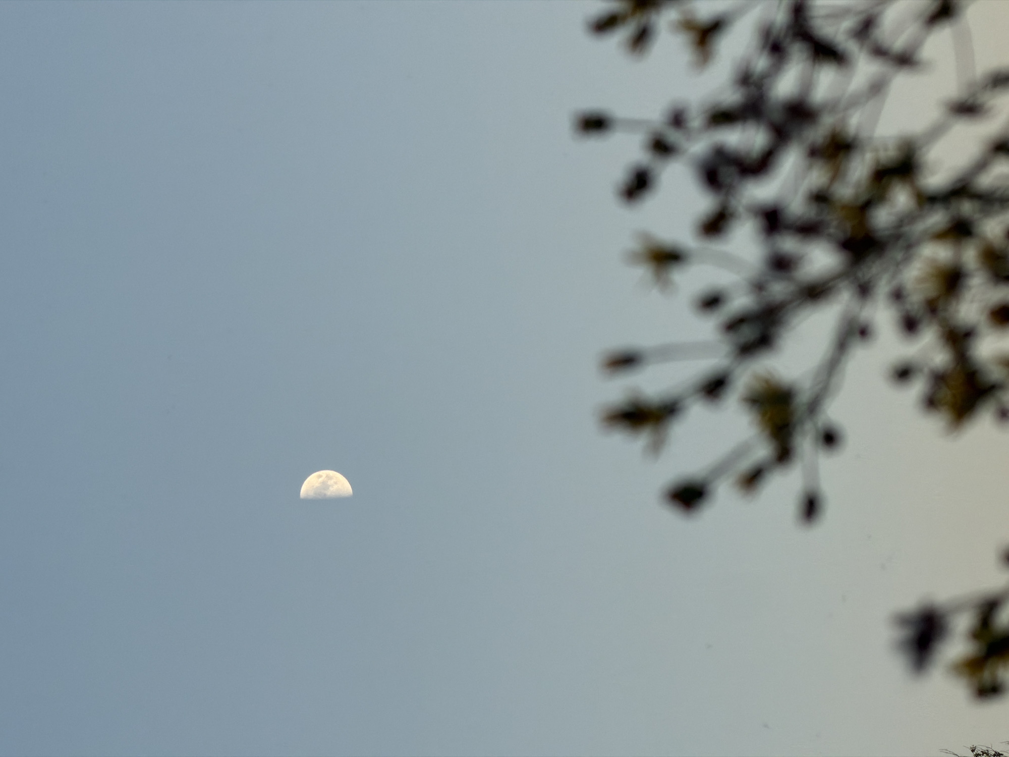 The image captures a view of the sky with a waning gibbous moon visible in the upper left quadrant. The moon is illuminated from the right, showing a crescent of light. In the foreground, out of focus, are dark, silhouetted branches of vegetation with small, indistinct yellow or white flower-like structures. The background is a clear, pale blue sky that transitions to a lighter hue near the horizon. The overall lighting suggests it is either dusk or dawn. The scene does not depict any specific landmarks or identifiable features of Kamyshin, Russia.