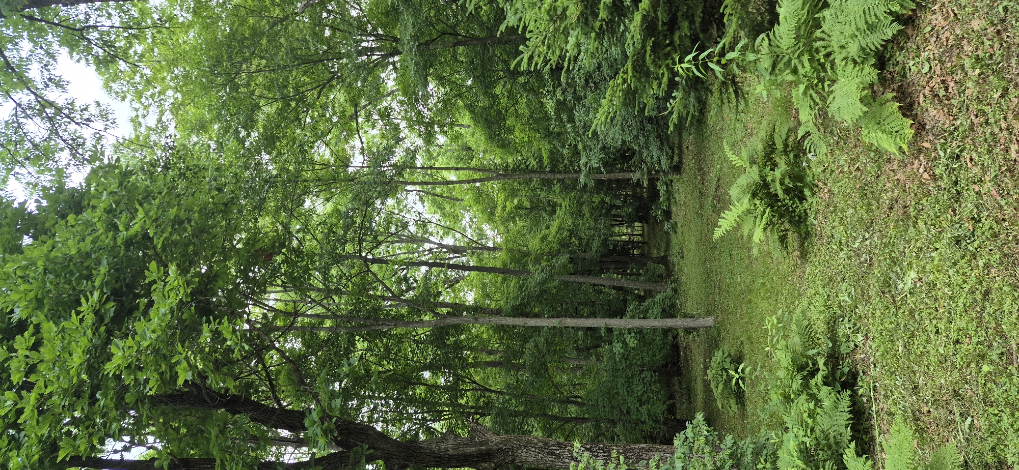 The image depicts a lush, green forest scene in Knevichi, Russia. Tall trees with dense foliage dominate the landscape, creating a canopy that filters the sunlight. The forest floor is carpeted with a variety of green plants, including ferns and grasses, suggesting a moist and fertile environment. The perspective is from within the forest, looking down a natural pathway that curves gently into the distance. The pathway is lined with trees on the left and a grassy embankment on the right. The overall impression is one of tranquility and natural beauty, characteristic of a temperate forest during the warmer months, likely late spring or summer. There are no people or man-made objects visible, emphasizing the untouched nature of the setting. The lighting suggests it is daytime, with the overcast sky contributing to the soft, diffused light throughout the scene. The time of day appears to be midday or early afternoon, given the brightness of the sky visible through the trees. The location context of Knevichi, Russia, places this scene within a specific geographic and ecological setting, likely a protected natural area or a less-trafficked part of the forest. No text is visible in the image.