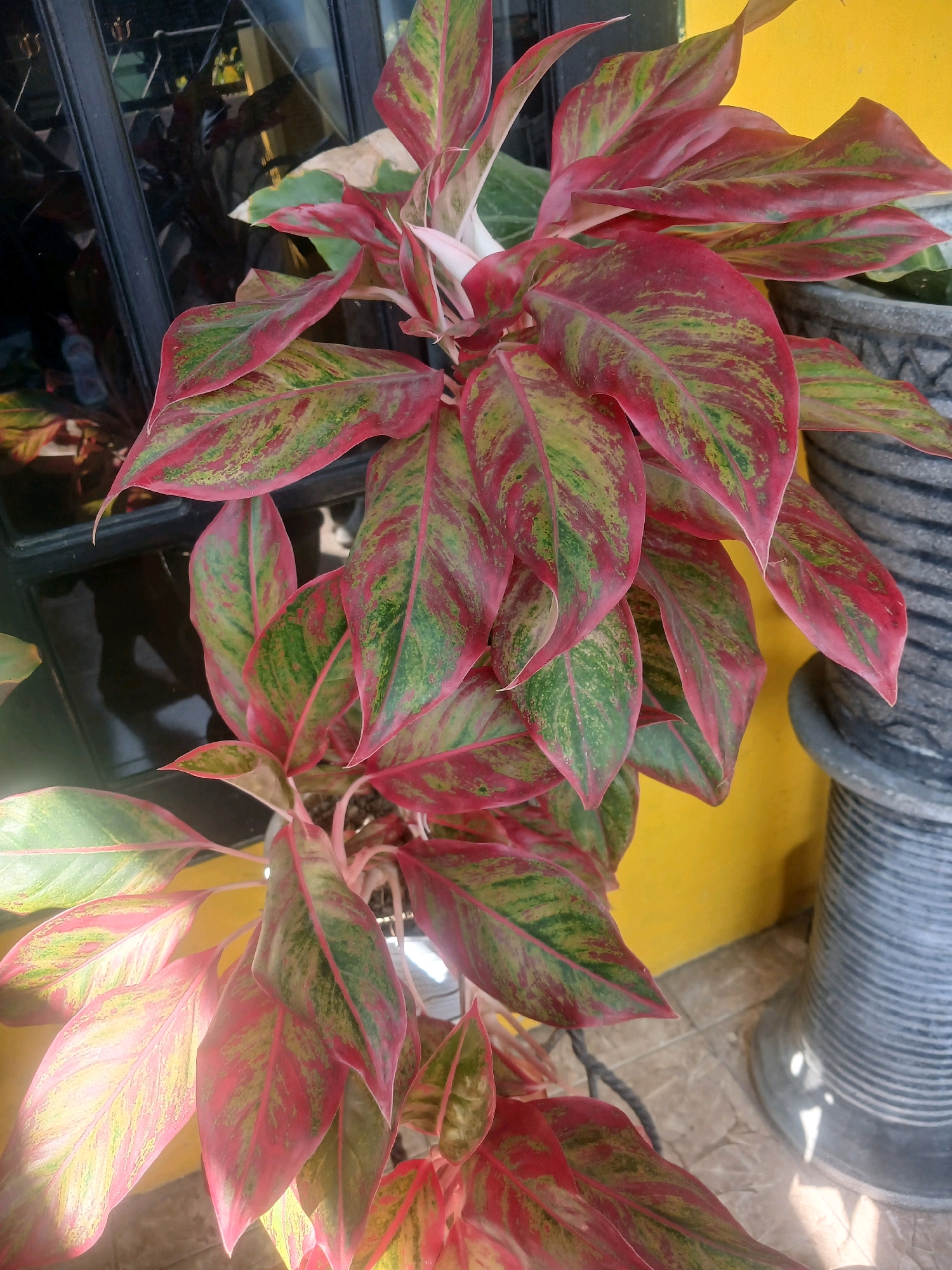 An Aglaonema ornamental plant, characterized by its vibrant pink and green variegated leaves, is the primary subject of this outdoor scene. The plant is situated in a pot, partially visible, and appears to be positioned on a tiled floor. In the background, a bright yellow wall and a black frame, likely from a window or door, are visible. To the right, a large, ribbed grey planter is present. The overall setting suggests a domestic or garden environment in Banyuwangi, Indonesia, evidenced by the characteristic yellow wall, tiled flooring, and common ornamental plant species. No people or interactions are depicted.