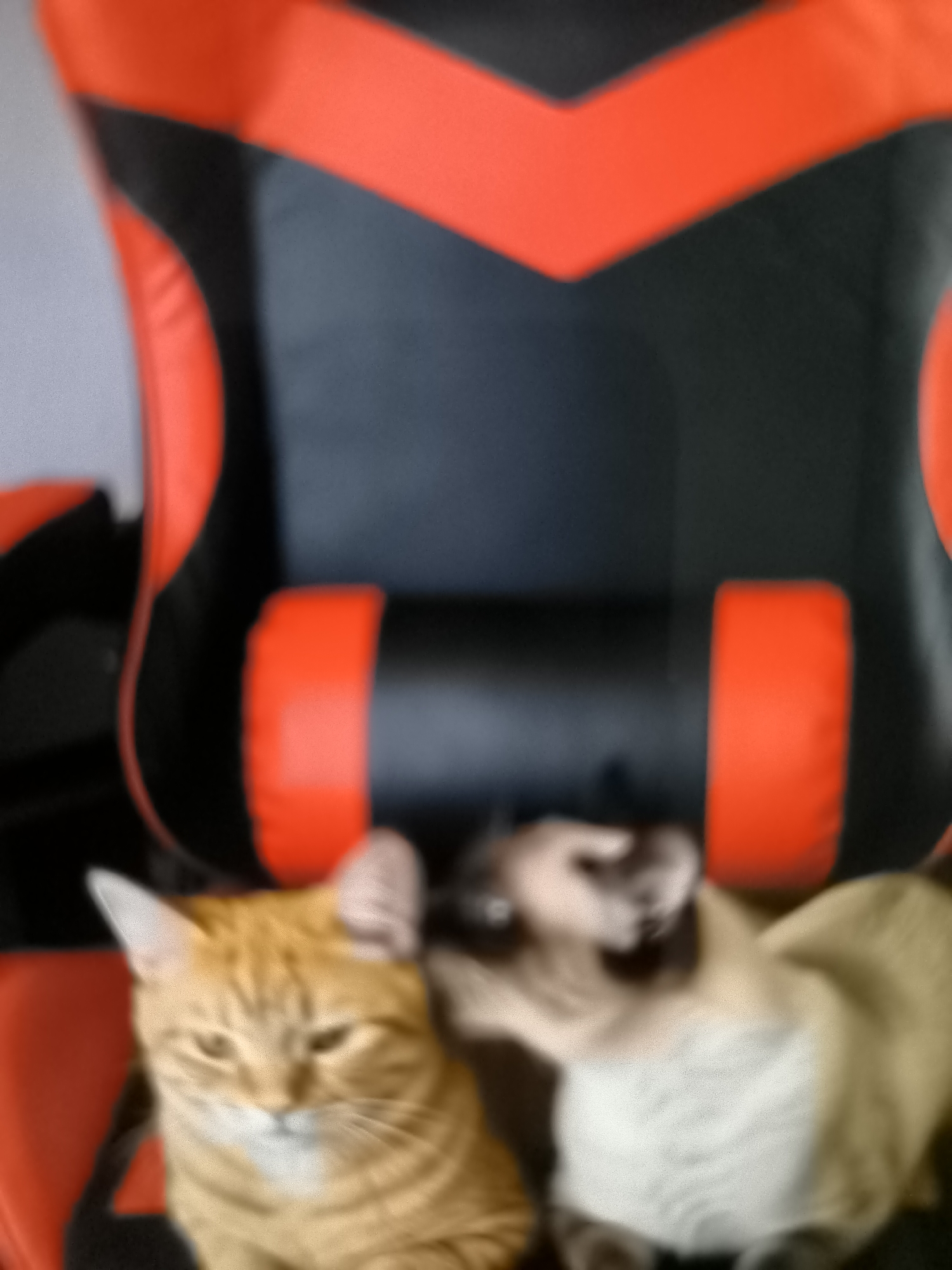 The image shows two cats in front of a red and black gaming chair. The cat on the left is an orange tabby with white markings on its chest and face. It is looking towards the right. The cat on the right is a Siamese cat with dark points on its ears and face, and a lighter body. It is facing forward and appears to be looking down. The background is out of focus and appears to be a wall or room. The scene does not provide any information to indicate it is located in Banjarejo, Indonesia.