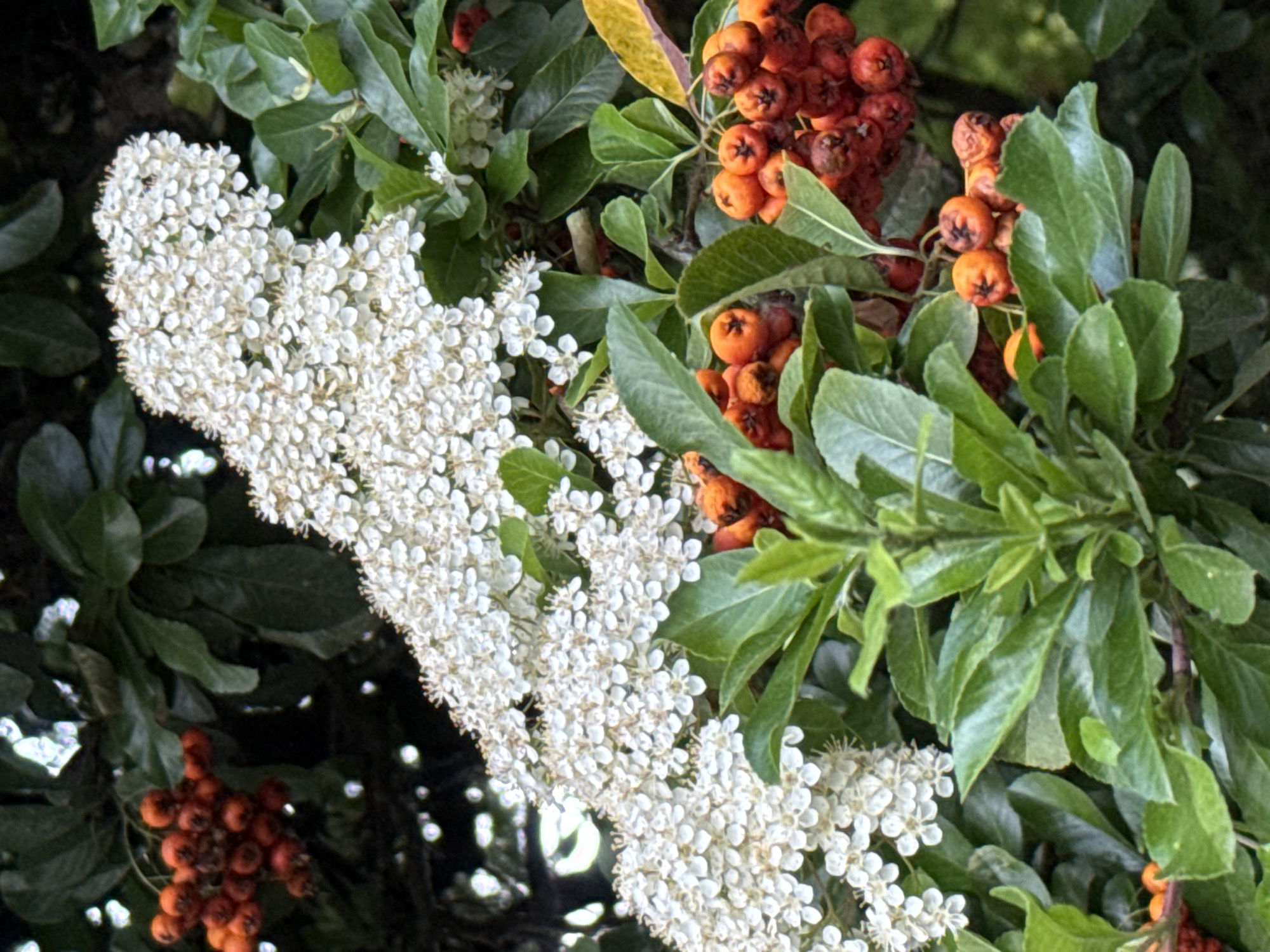 The image shows a close-up of plant life, featuring clusters of white flowers and orange berries intermingled with green leaves. The berries are round and tightly packed together. The leaves are smooth and a dark green. The flowers are in full bloom, forming dense clusters. The shot appears to be taken outdoors.