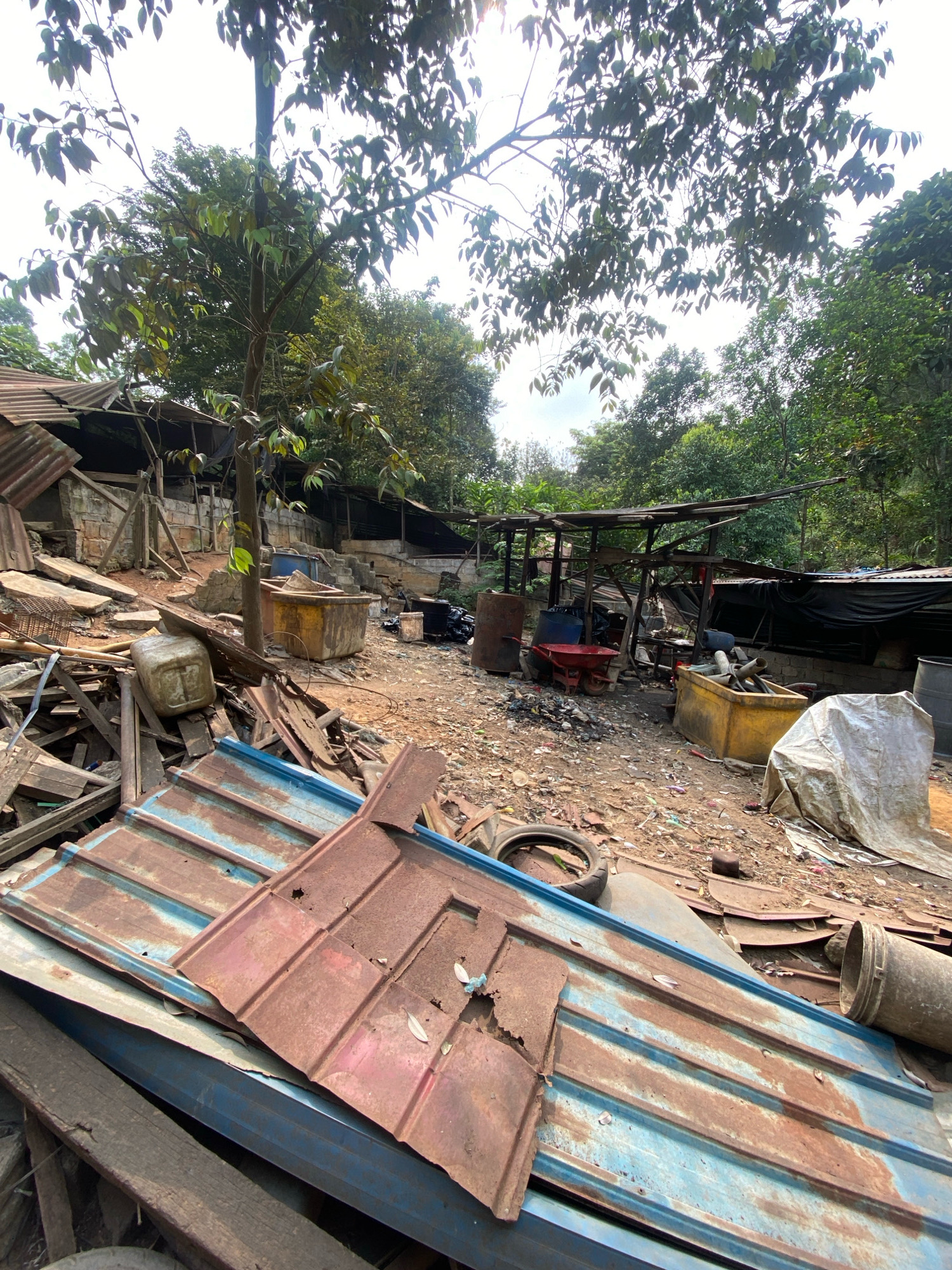 This is a wide-angle, eye-level, outdoor photograph depicting a cluttered, rural or semi-industrial scene. The foreground is dominated by a pile of rusted, corrugated metal roofing sheets, some with blue undersides, and various pieces of scrap wood and debris. In the middle ground, a dirt-covered yard is filled with a variety of objects including large yellow containers, metal barrels, a red wheelbarrow, a tarp-covered object, and what appears to be a partially constructed or dilapidated structure with a tin roof supported by wooden beams. A small tree with green leaves grows near the center. The background is densely populated with lush green trees and foliage, suggesting a natural environment surrounding the site. The sky is overcast and bright. The overall impression is one of disarray and abandonment, possibly a scrap yard or a workshop in a rural setting. There are no people or animals visible in the frame.