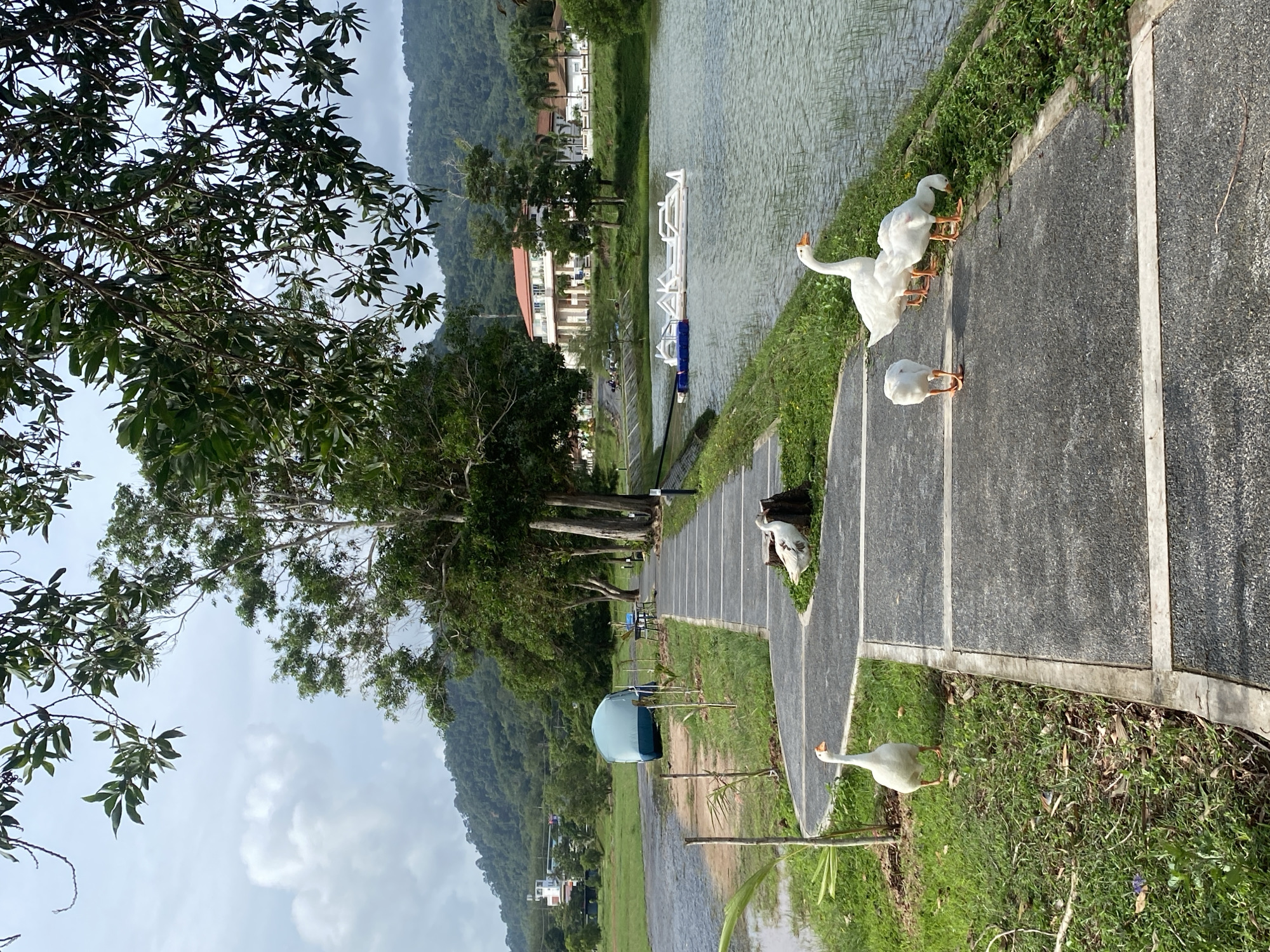 The scene presents a park-like setting along a waterfront in Choeng Thale, Thailand. The camera angle is facing away from the waterfront. The foreground features a paved path adjacent to a grassy area, populated by a flock of white geese. In the background, buildings are visible, suggesting a residential or resort area. A mountain covered with lush vegetation serves as a backdrop, contributing to the natural ambiance. A light-blue object can be seen on the left side of the paved path, next to some thin trees.