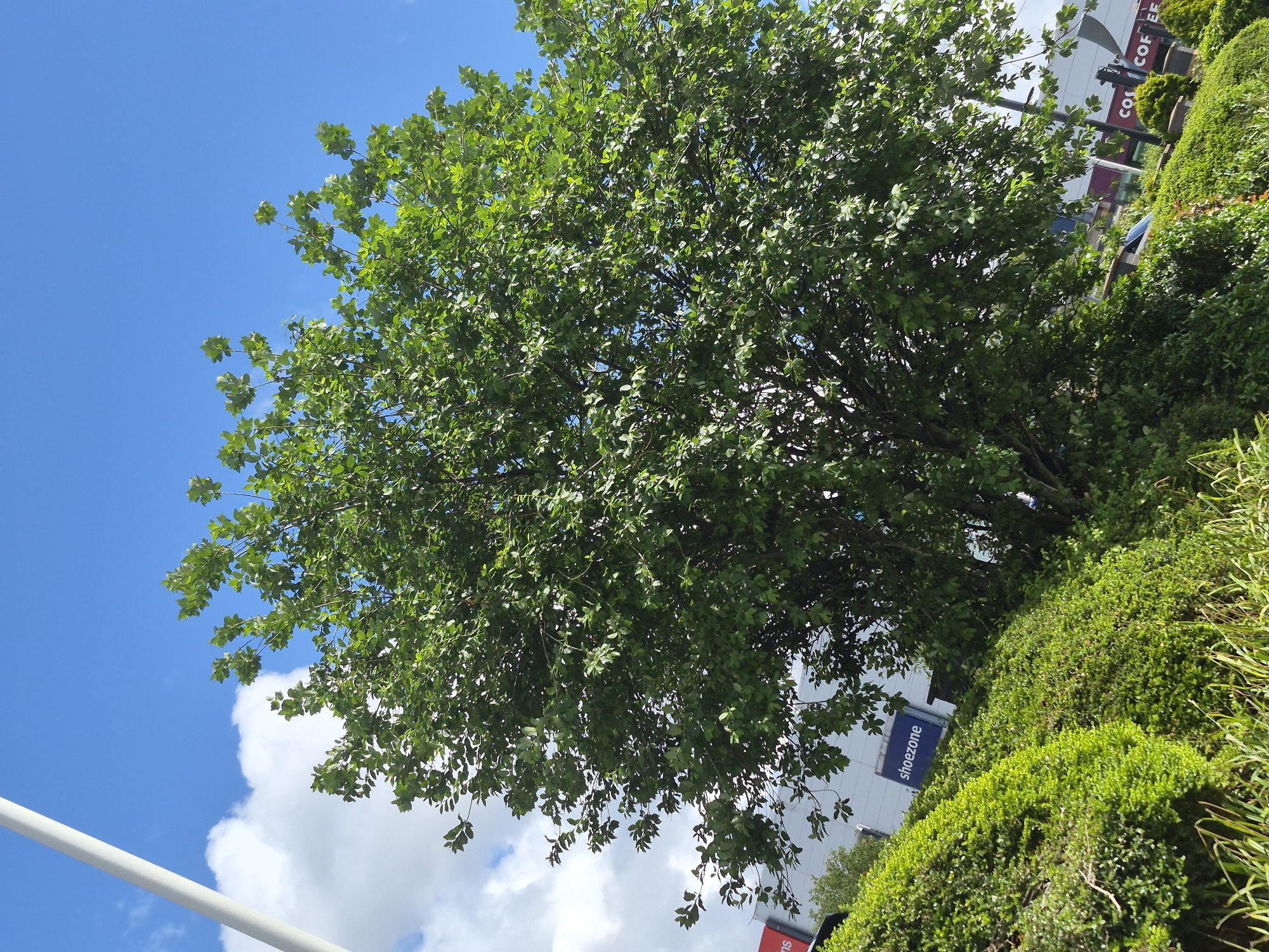 A full-frame, eye-level, outdoor shot captures a lush green tree with dense foliage, its branches reaching towards a bright blue sky dotted with white clouds. In the background, a modern building with a "Shoezone" sign is partially visible, along with other retail establishments like "Costa Coffee." A white lamppost stands to the left of the frame, and the foreground features a vibrant green hedge. The scene suggests a commercial area in Sandwell, United Kingdom, on a clear day.