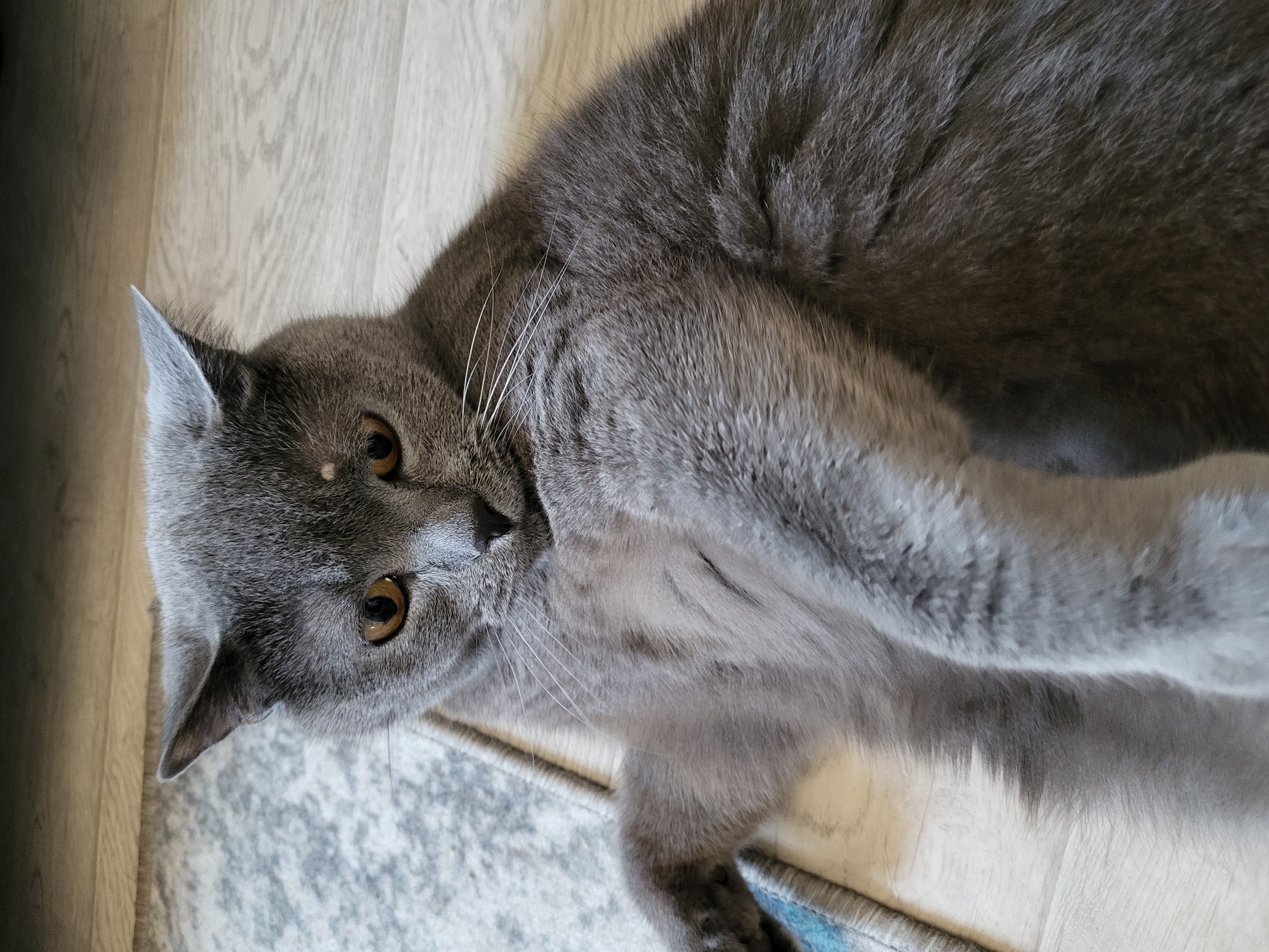 A close-up, high-angle shot shows a grey cat lying on its back on a floor with a patterned rug. The cat's head is tilted to its right, and its amber eyes are looking forward. Its front paws are crossed over its chest. The cat's fur is short and dense, with some lighter grey markings around its eyes and chest. The floor appears to be made of light-colored wood planks. The rug is a light grey and white abstract pattern. The image is well-lit and in focus.