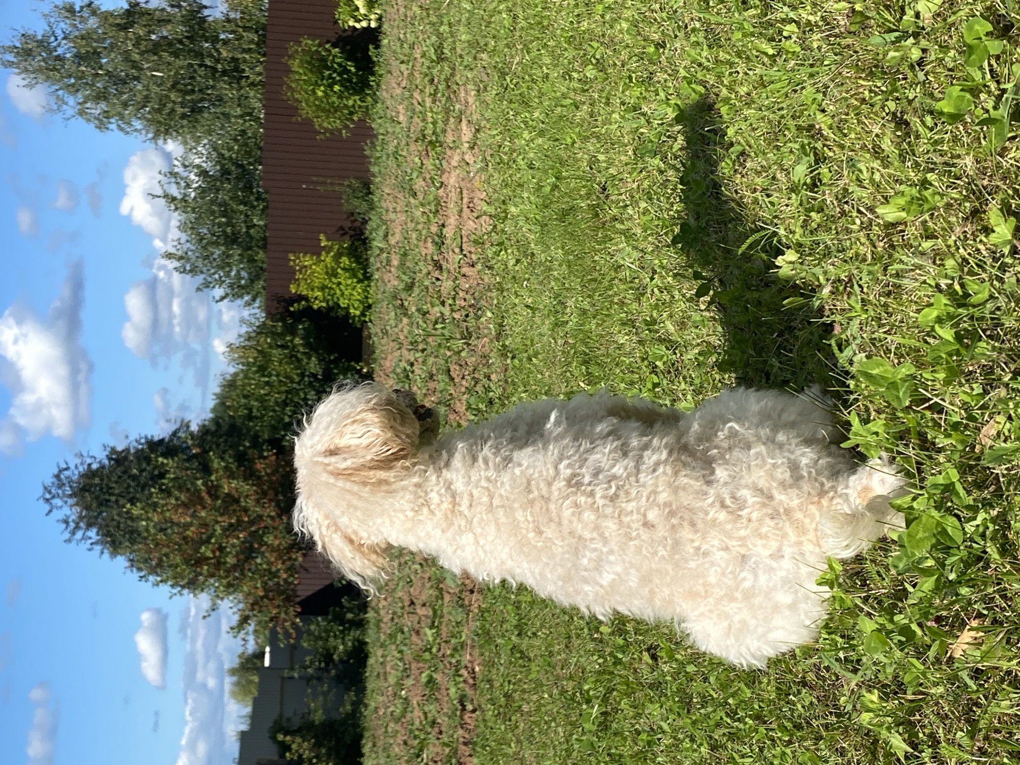 A light-colored, curly-haired dog sits facing away from the camera in a grassy yard under a bright blue sky with scattered white clouds. The dog's fur is fluffy and textured, appearing a pale cream or light beige color. The dog is positioned in the foreground, occupying the left half of the frame. The yard is covered in green grass with some patches of brown earth visible. In the background, a dark brown wooden fence runs horizontally across the image. Beyond the fence, there are trees and more greenery. The overall scene suggests an outdoor setting, likely a backyard in a suburban or rural area. The image does not provide any specific visual cues that can identify its location within the city of Фоки, Russia.