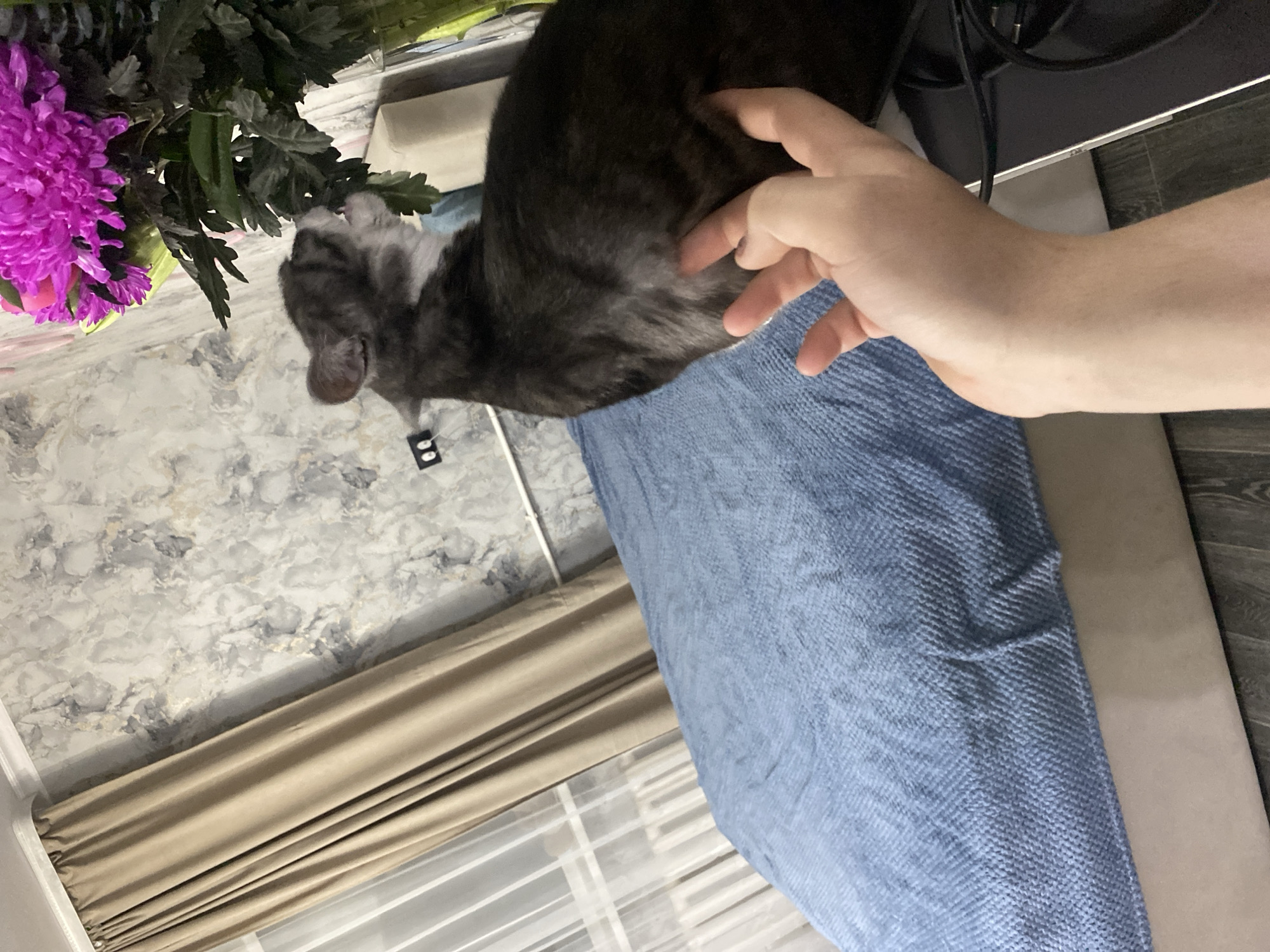 A rotated close-up shows a gray tabby cat being petted by a light-skinned hand. The cat sits on a blue textured blanket. A bouquet of purple flowers and green leaves are visible to the left of the cat. The background includes a marble-patterned wall and a beige curtain covering a window with a white grid. To the right is a computer cable. The location is Unknown, Unknown.