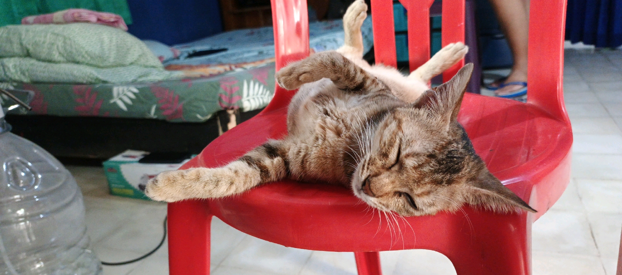 A tabby cat is sleeping on a red plastic chair. The cat is lying on its back with its paws in the air. It has brown and black stripes. The chair is in a room with a bed in the background. The bed has a green and white patterned comforter and pink and white pillows. There is a large clear plastic bottle on the left side of the image. In the background, a person's legs are visible, wearing blue flip-flops. The scene appears to be indoors, possibly in a residential setting in Moyudan, Indonesia.