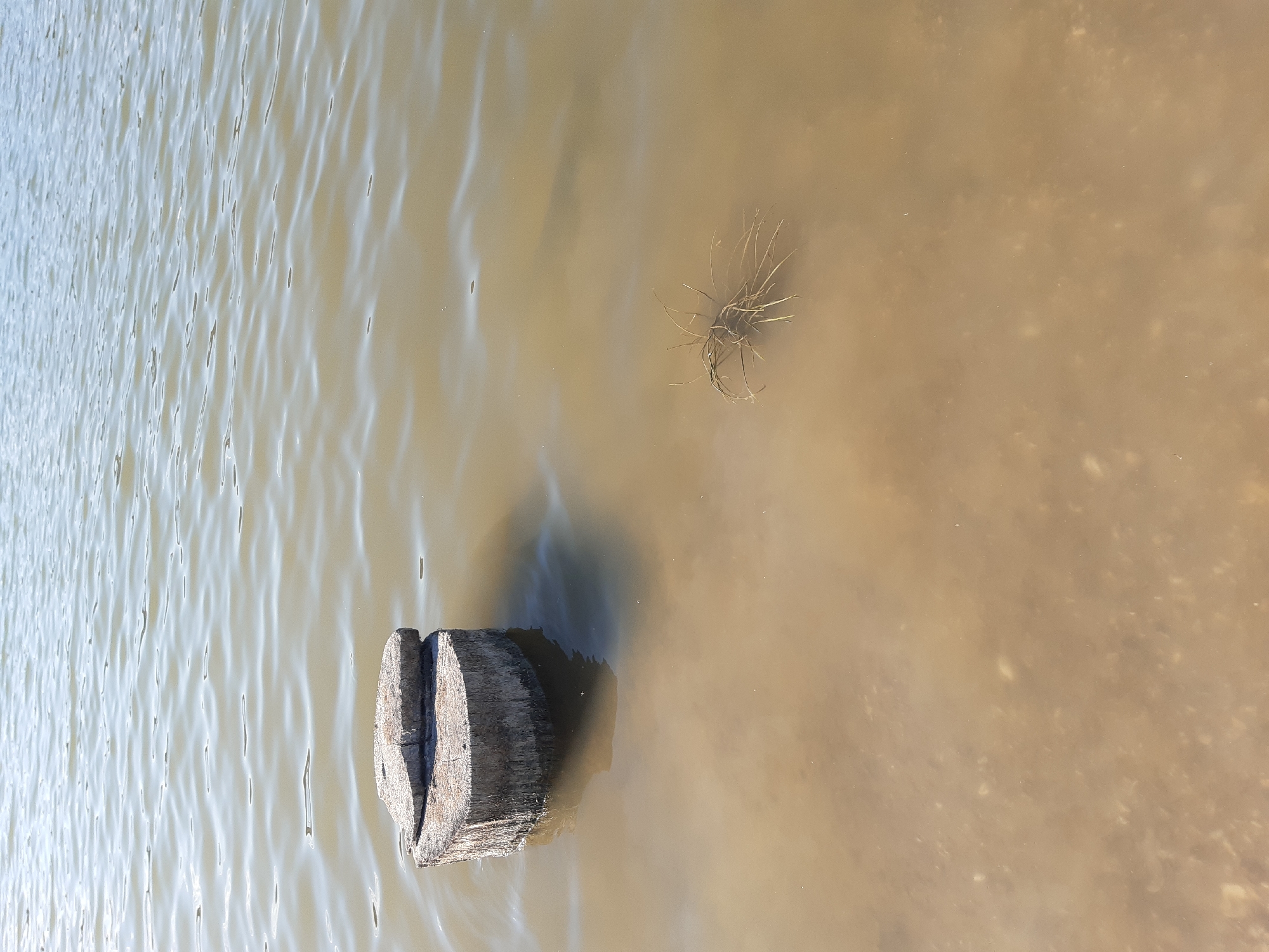 The image shows a close-up view of a body of water with a single concrete structure and some vegetation. The water is murky and appears to be shallow near the bottom left, with a sandy or silty substrate visible. The concrete structure is a cylindrical stump with a flat top that is split in two. It is partially submerged in the water, with a shadow cast on the water's surface. To the right of the concrete structure, there is a clump of dry, brown vegetation submerged in the water. The water surface shows ripples, indicating movement. The background is filled with more water, reflecting the sky, which appears to be bright. There are no people or animals visible in the image. The location is identified as the city of Sokil, Ukraine.