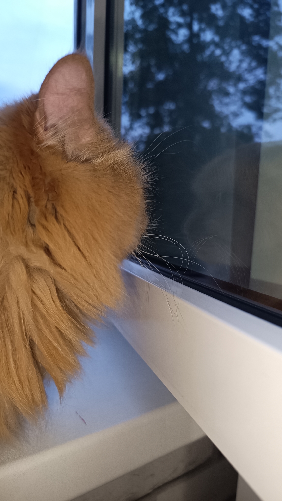 An orange cat is looking out a window. The cat's head and part of its fluffy body are visible on the left side of the image. The cat is positioned on a white windowsill. Beyond the window, dark trees are visible against a pale blue sky. The scene appears to be indoors, looking outwards. The image does not provide specific information about the location within Chaikovsky, Russia.