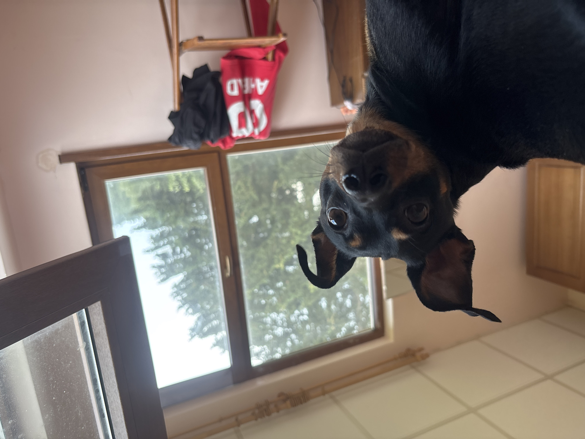 This media file shows an upside-down view of a small black and tan dog hanging from a surface. The dog's head is in focus, with its dark eyes looking directly at the camera, and its ears are floppy. The background appears to be an indoor setting with a window showing greenery outside, suggesting it's daytime. To the left of the window, a dark framed object, possibly a mirror or another window, is visible. Above the window, there's a wooden shelf with some items hanging from it, including a red bag with white lettering that reads "A.H.D." and some black clothing. The wall is a pale pink color, and the floor is tiled with square, beige tiles. The overall impression is of a playful or curious dog in a home environment.