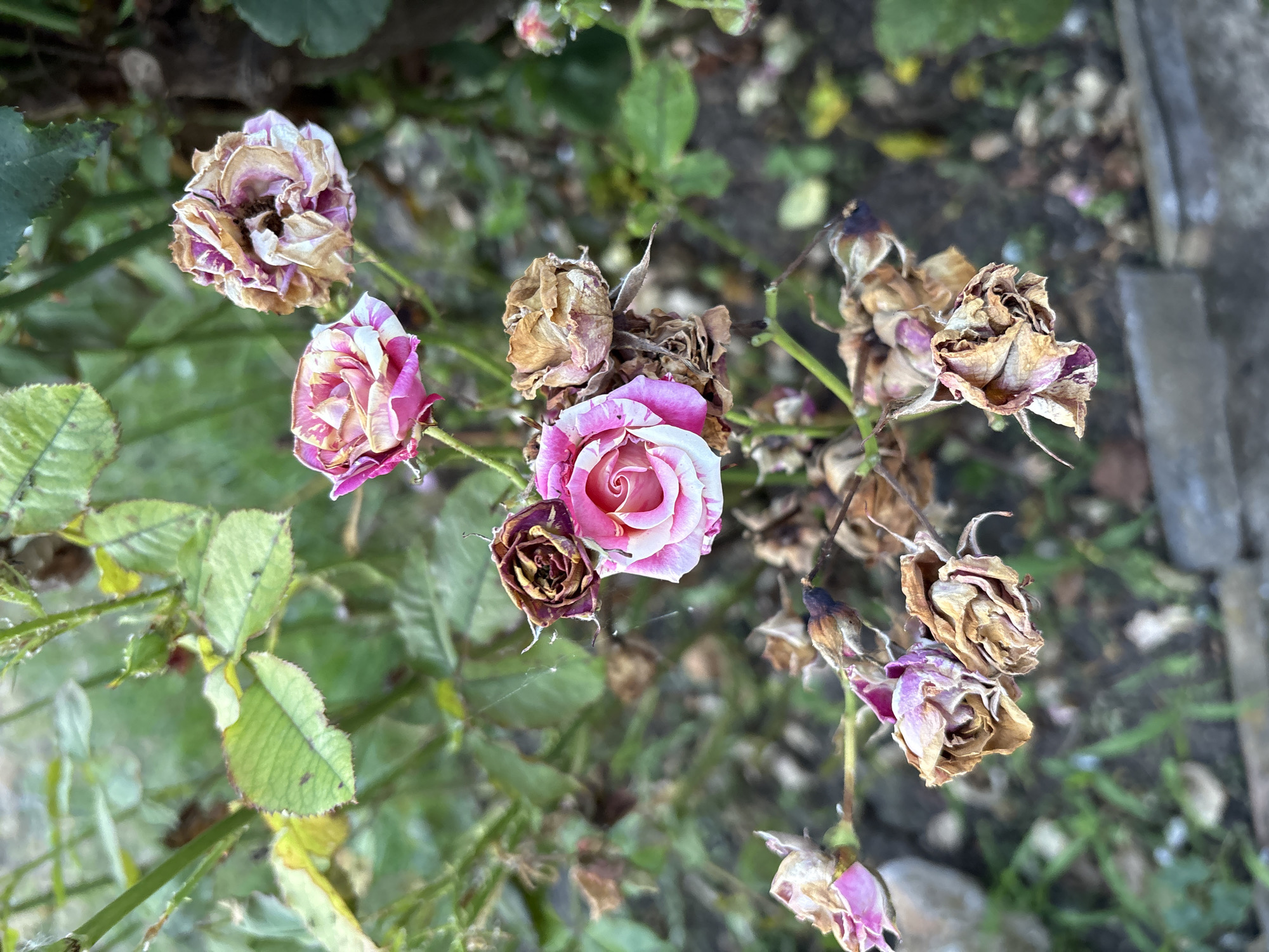 In a garden in Kableshkovo, Bulgaria, several roses are in various stages of bloom and decay. The central rose is vibrant pink and white, fully open. Surrounding it are roses in various states of wilting, with brown and faded petals. Green leaves and stems are visible in the background, along with the hint of a grey concrete border along the bottom edge of the frame. The scene is overcast, with diffused light.