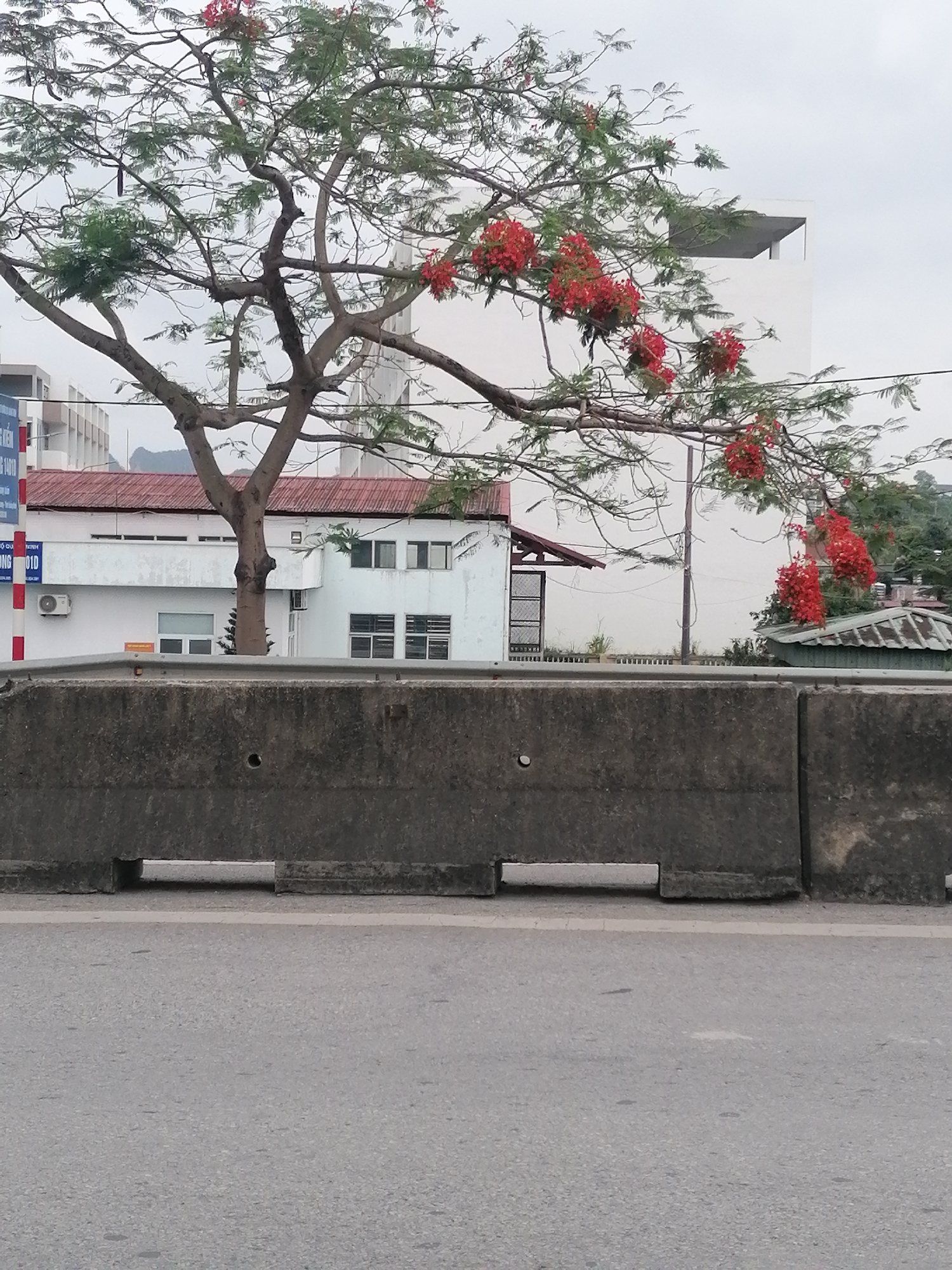 This image captures an urban or suburban scene in Ha Tu Ward, Vietnam, on an overcast day. The prominent subject is a large, mature tree with a thick, winding trunk and numerous branches, adorned with clusters of vibrant red flowers, characteristic of a Flamboyant tree (also known as a Gulmohar or Royal Poinciana). Its canopy extends across much of the upper frame.
In the immediate foreground, an asphalt road occupies the bottom portion of the image. Above the road, a robust concrete barrier, possibly a road divider or a retaining wall for an elevated section, runs horizontally across the mid-ground. Gaps are visible at the base of the barrier, and one segment appears slightly separated from another.
Behind the barrier, various buildings are visible. To the left and center, a white building with a distinctive reddish-brown tiled roof stands out. It has several windows, some with security bars, and an air conditioning unit mounted on an exterior wall. A tree trunk partially obscures this building. Further back and to the right, another taller, modern white building with flat rooflines is partially visible, hinting at a more developed area. In the distant background, gentle mountains or hills can be seen against the muted, cloudy sky. Utility lines or cables traverse the scene horizontally in the upper mid-ground.
No specific human activity is depicted; the scene is static and appears calm. The diffused lighting suggests an overcast sky, with no harsh shadows indicating a specific time of day beyond daylight. Location cues include the distinctive architecture and a vertical white and red striped signpost on the far left. Visible text on this signpost includes fragmented Vietnamese words such as "KIEM," "ONG," and the alphanumeric "01D," reinforcing the location as Vietnam.
